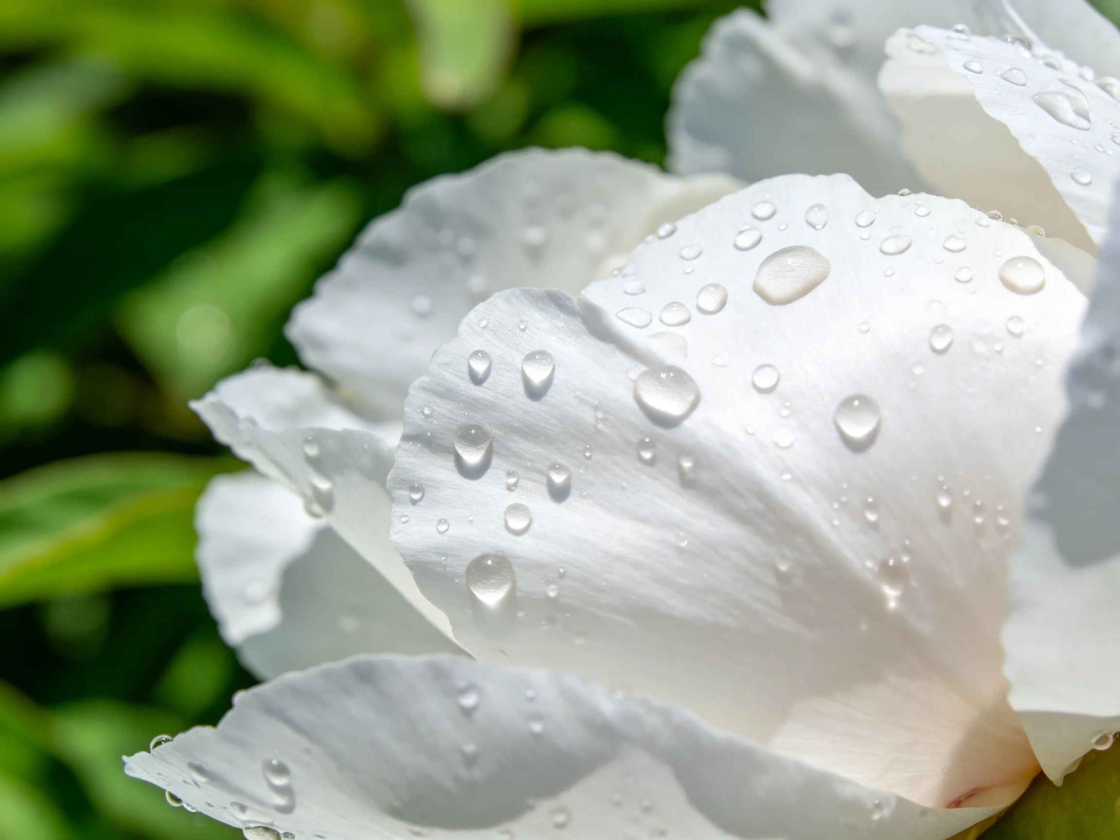 Close - up of white flower petals dotted with dewdrops amid green foliage