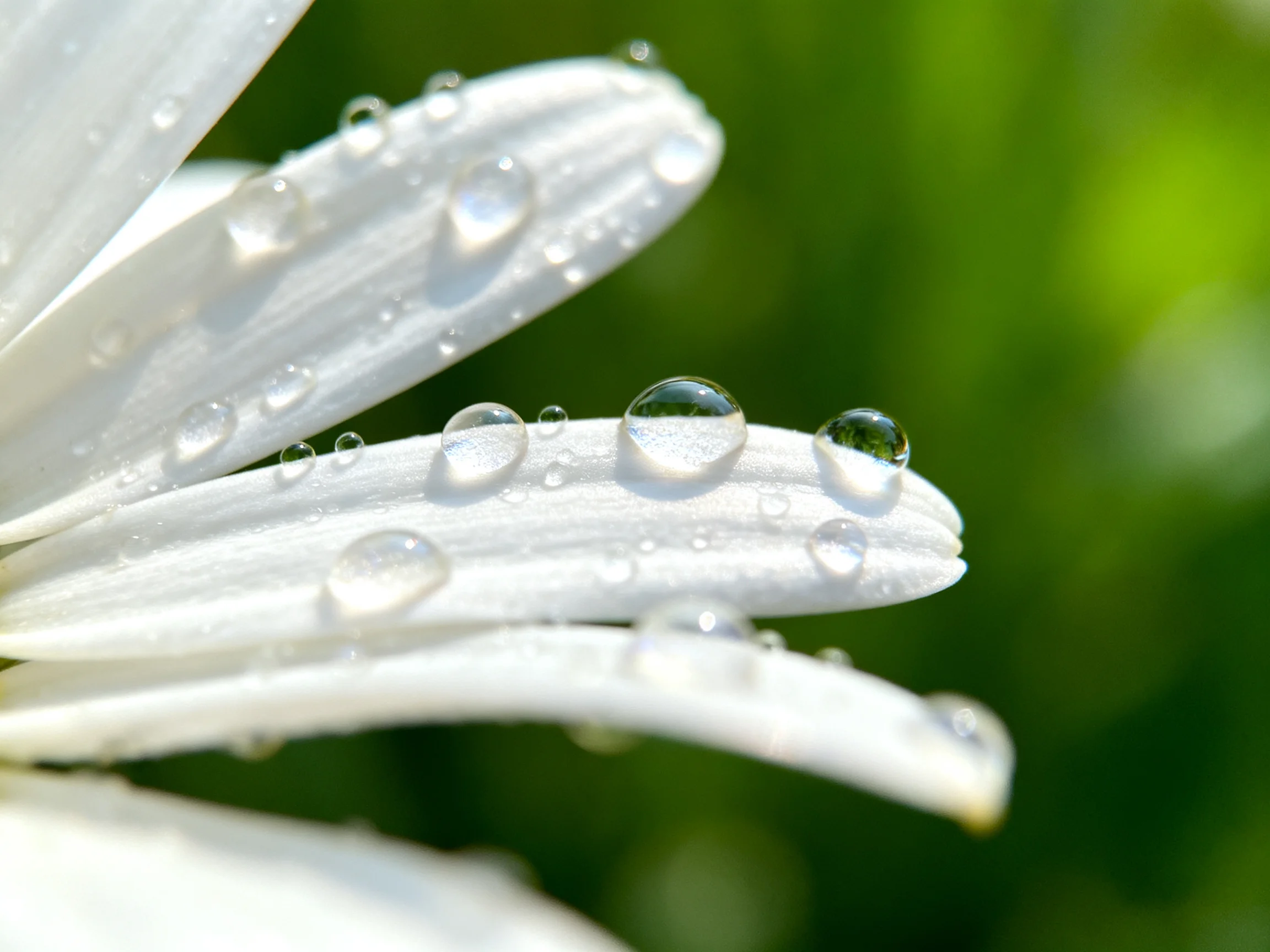 Close-up of white flower petals with glistening water droplets