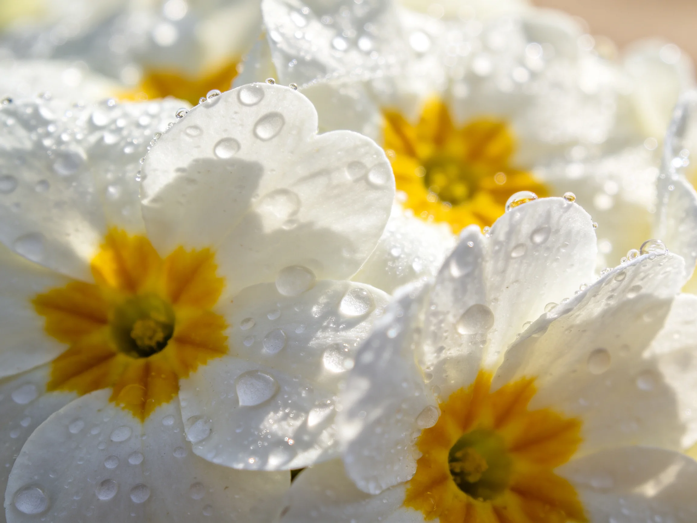 Close-up of white primrose flowers with yellow centers and dew drops