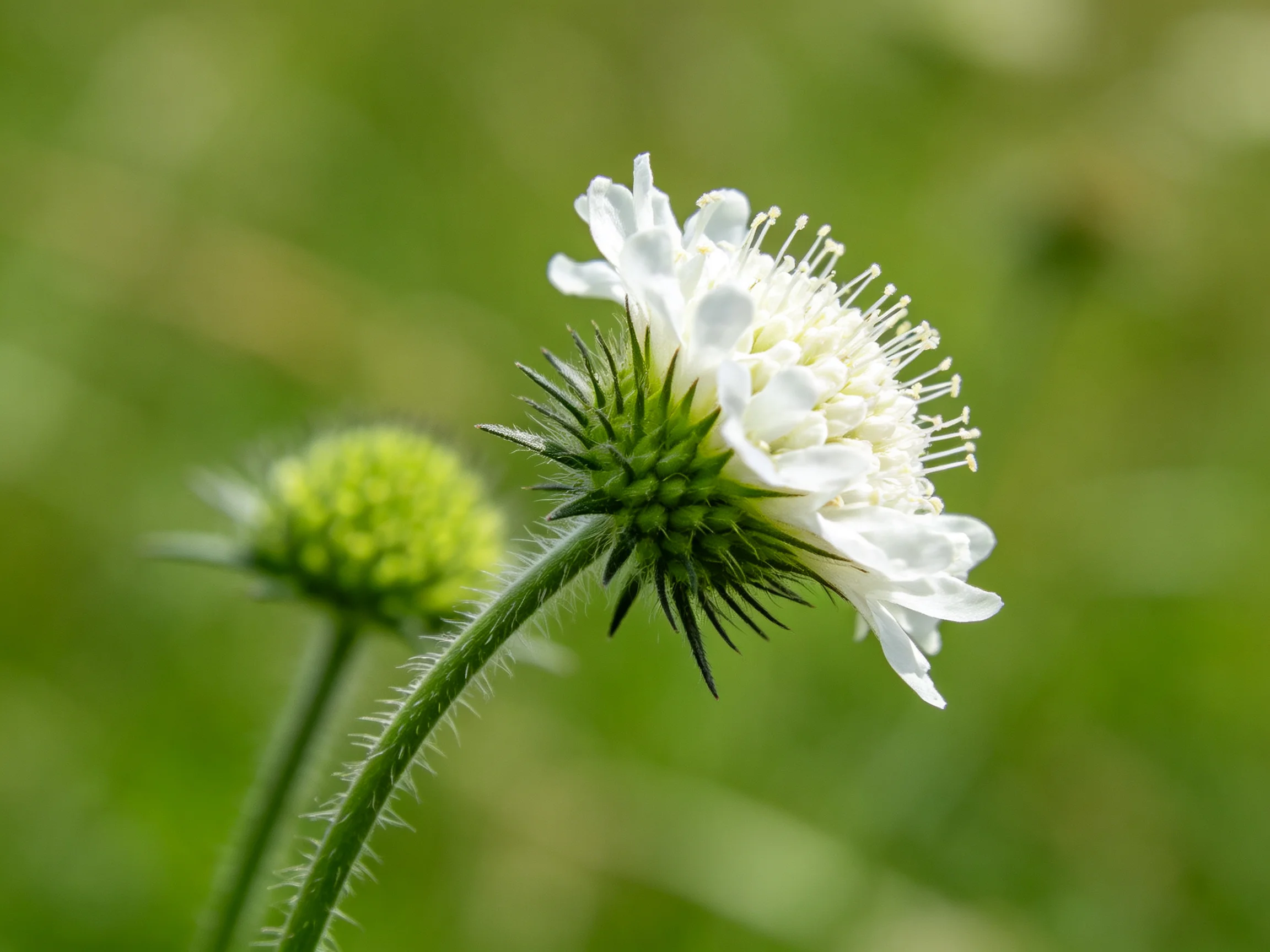 Close-up of white scabious flowers and green buds