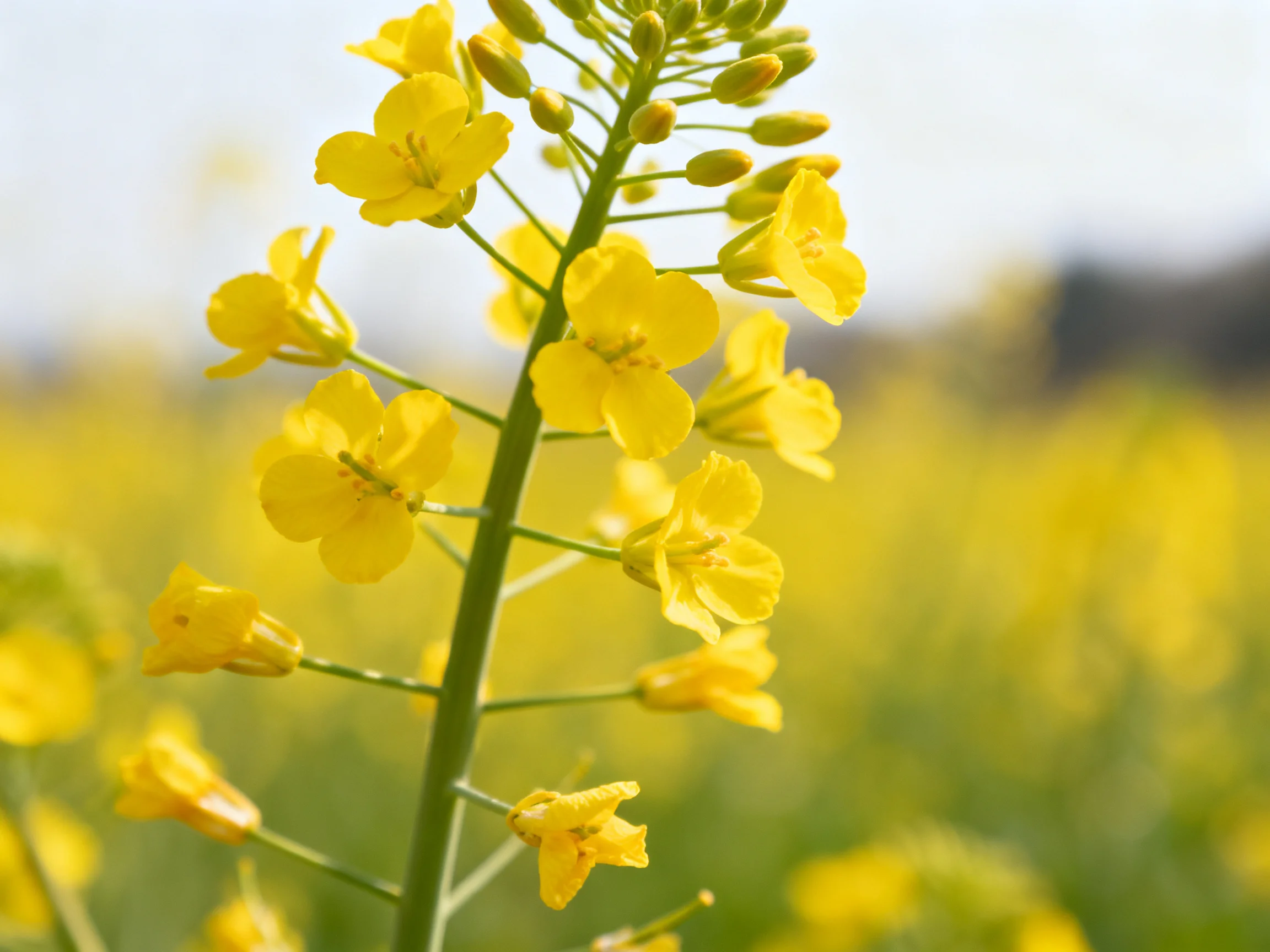 Close - up of yellow rapeseed flowers in a sunlit field