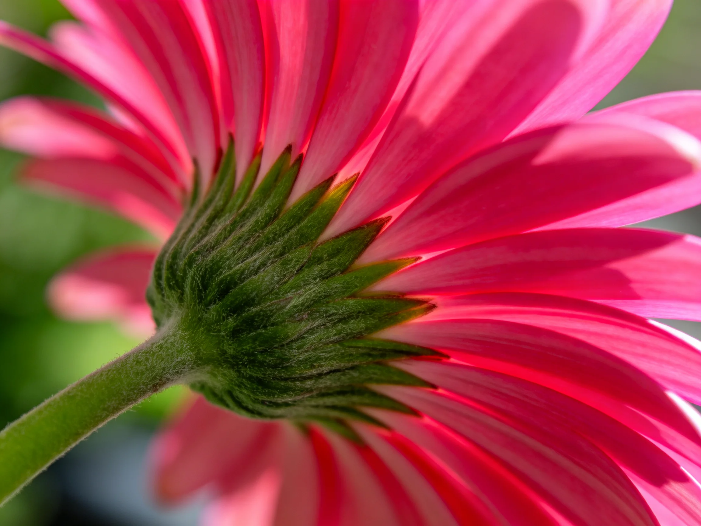Close-up view of a bright pink gerbera daisy with green center
