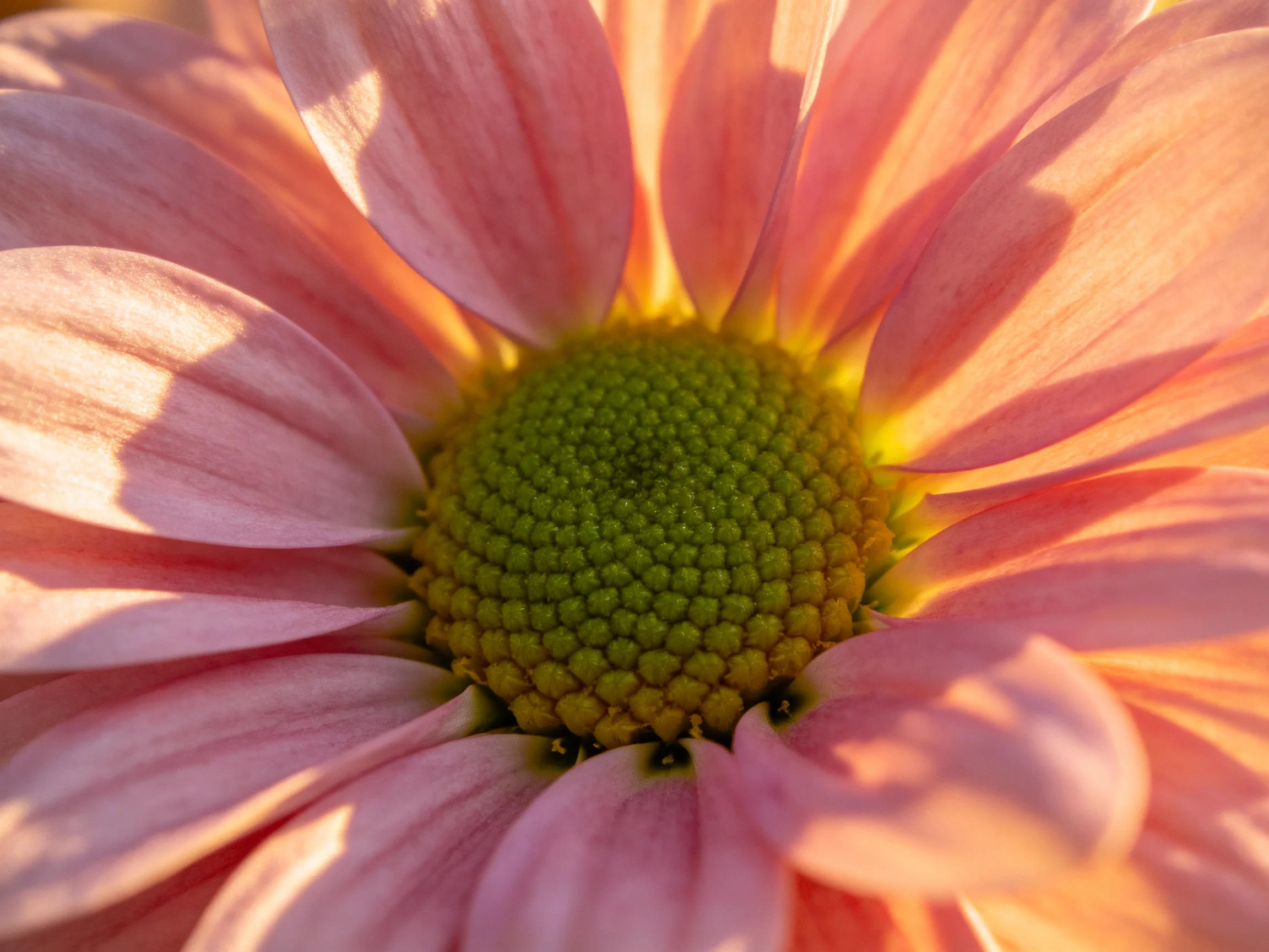 Close-up view of a pink daisy with a textured yellow center