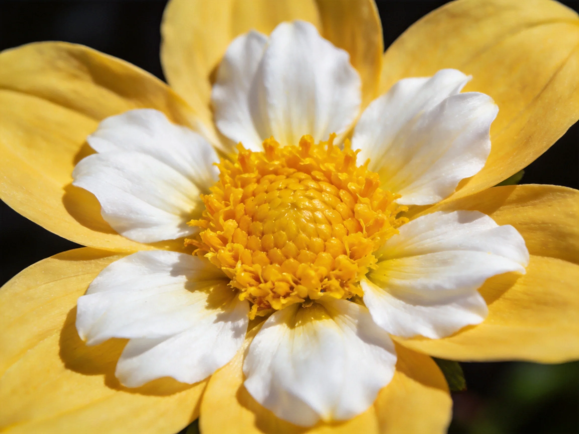 Close-up view of a yellow and white daisy with a vibrant yellow center