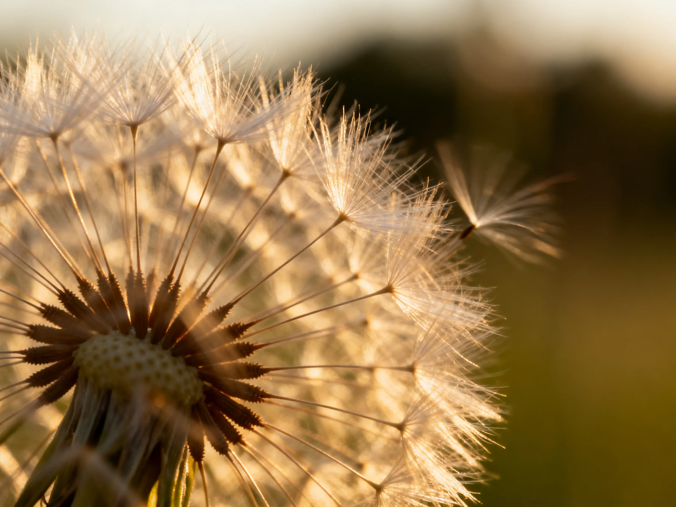 Close-up view of delicate white dandelion seeds illuminated by warm sunlight