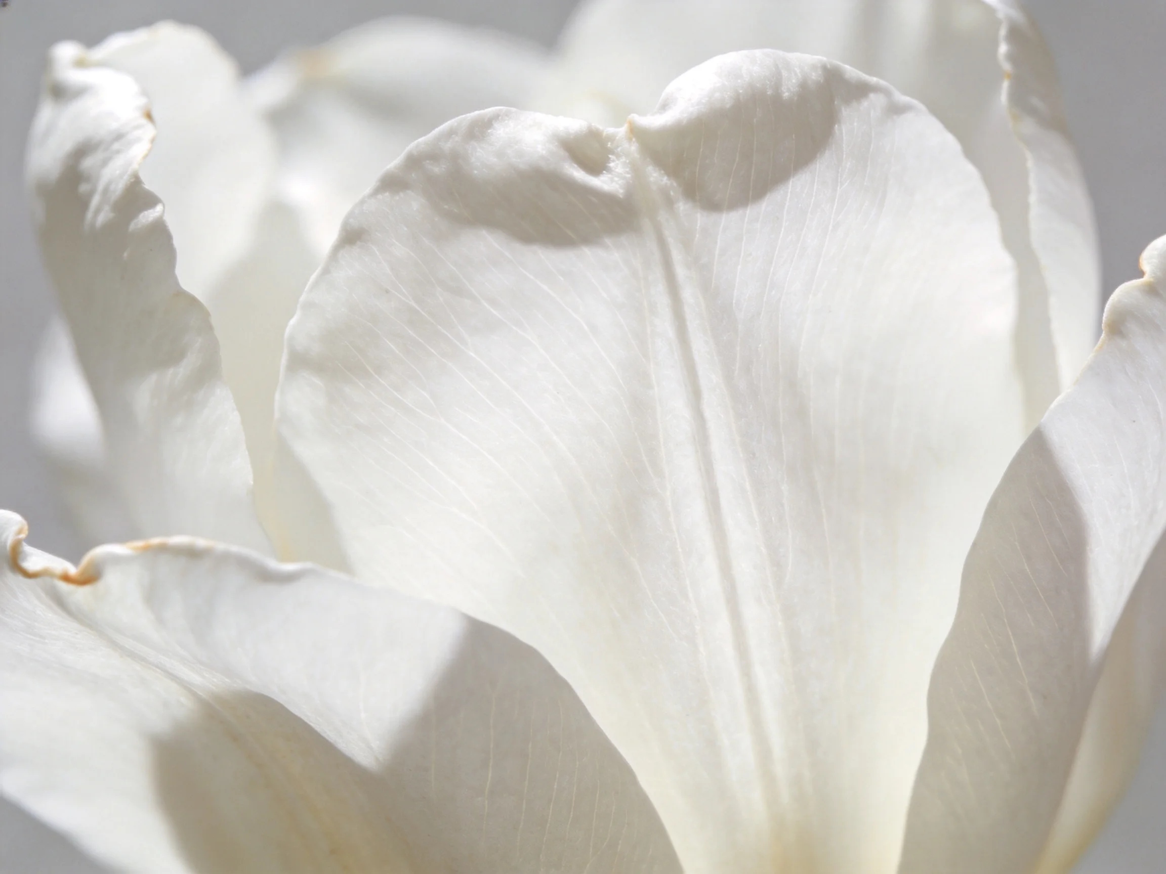 Close-up view of delicate white flower petals with soft illumination