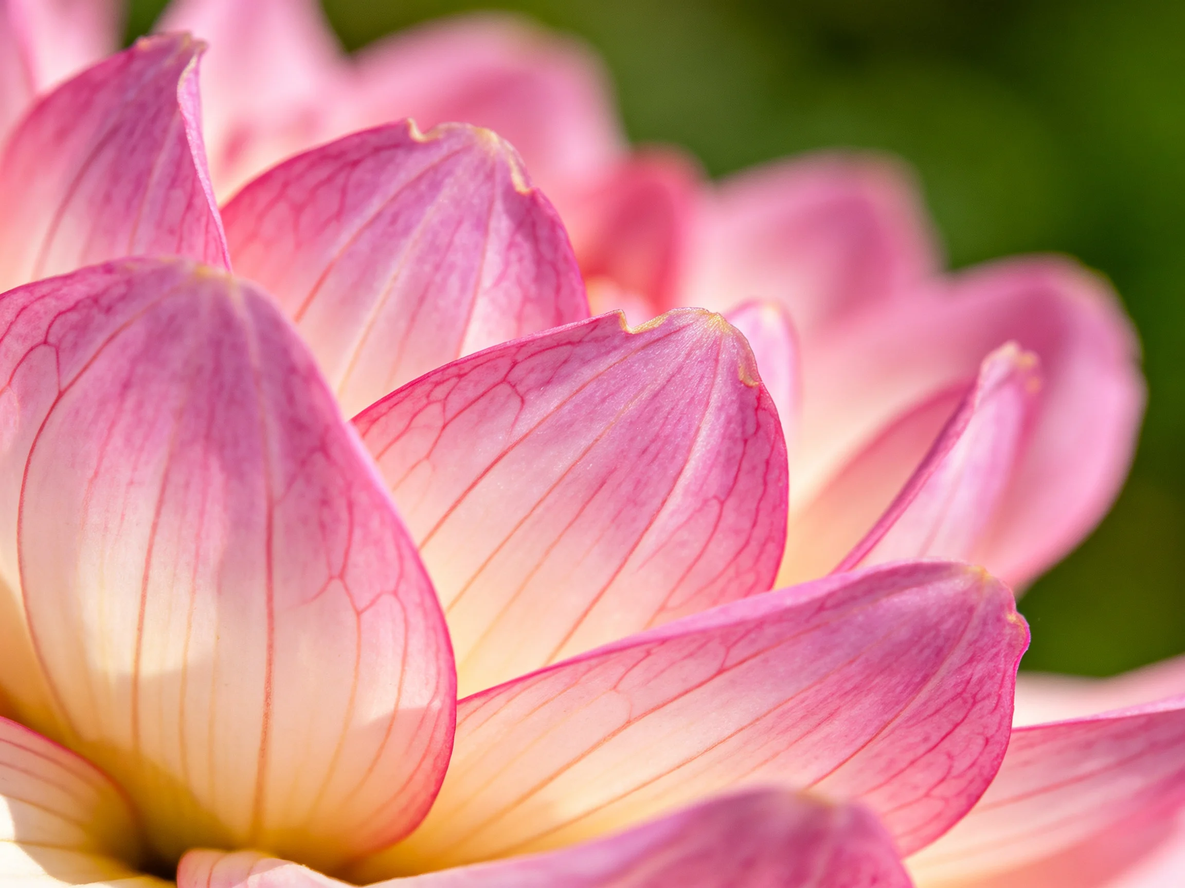 Close-up view of layered pink and cream flower petals with prominent veins
