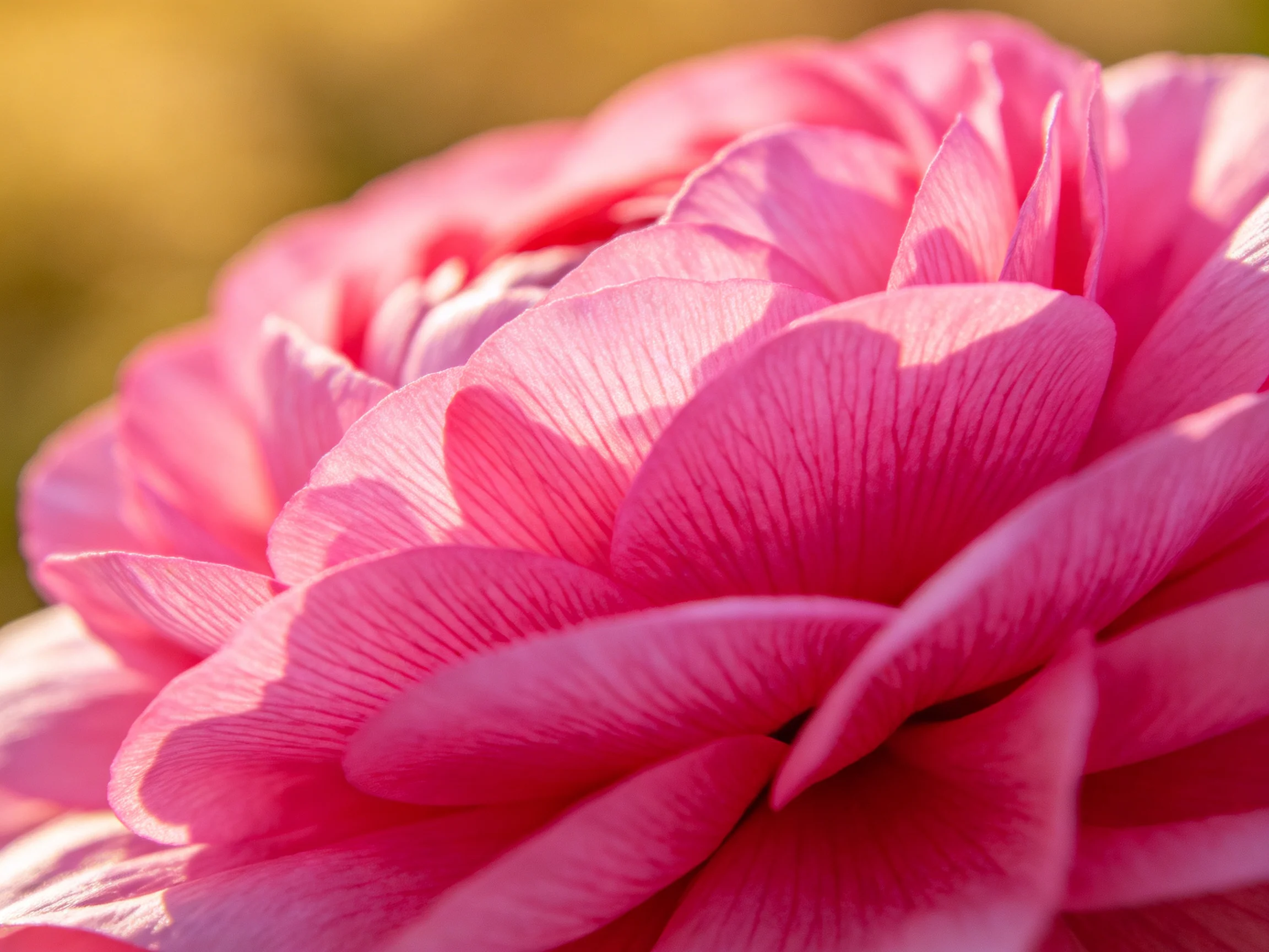 Close-up view of layered pink flower petals with intricate veining