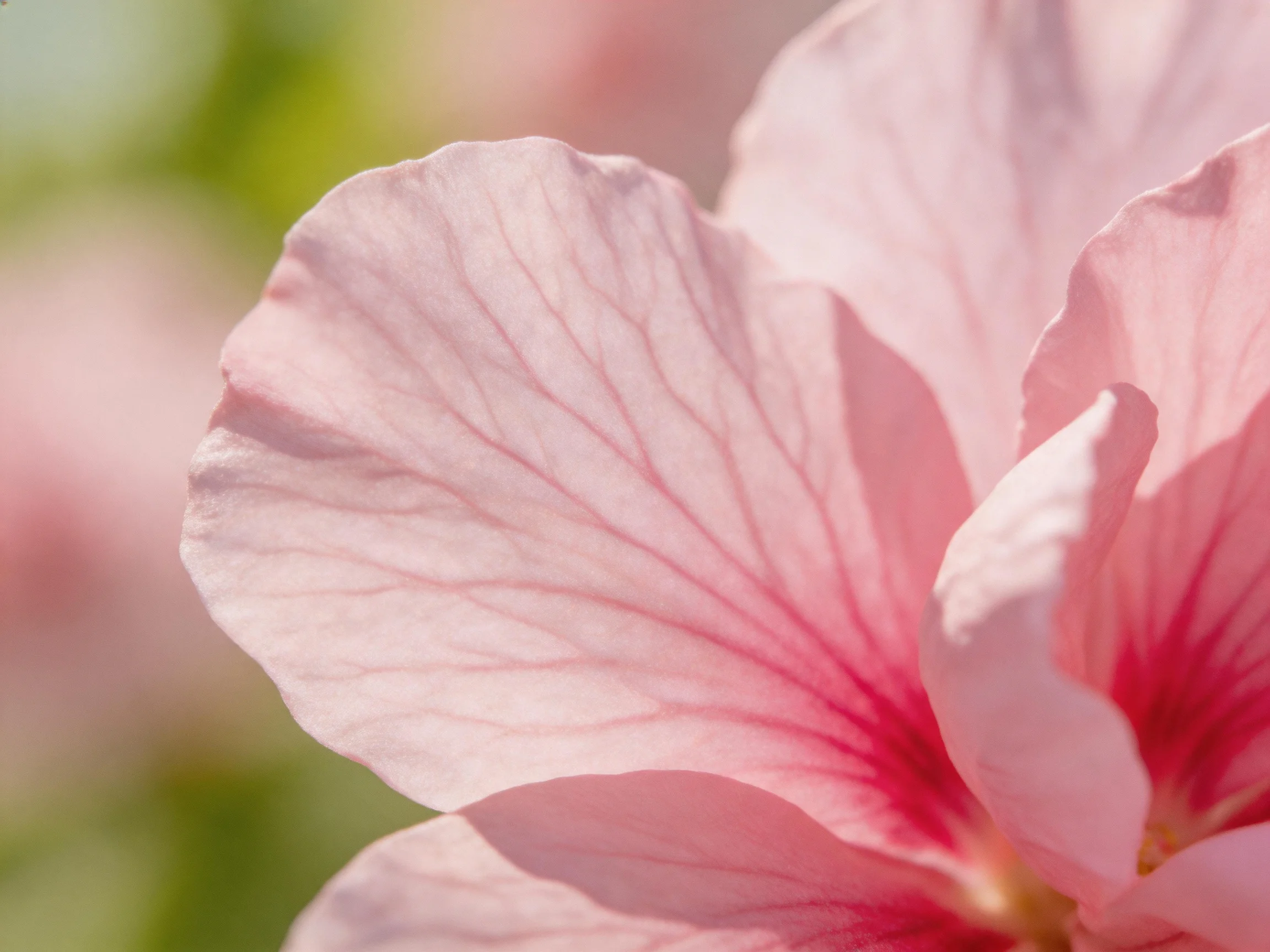 Close - up view of soft pink flower petals with visible vein details