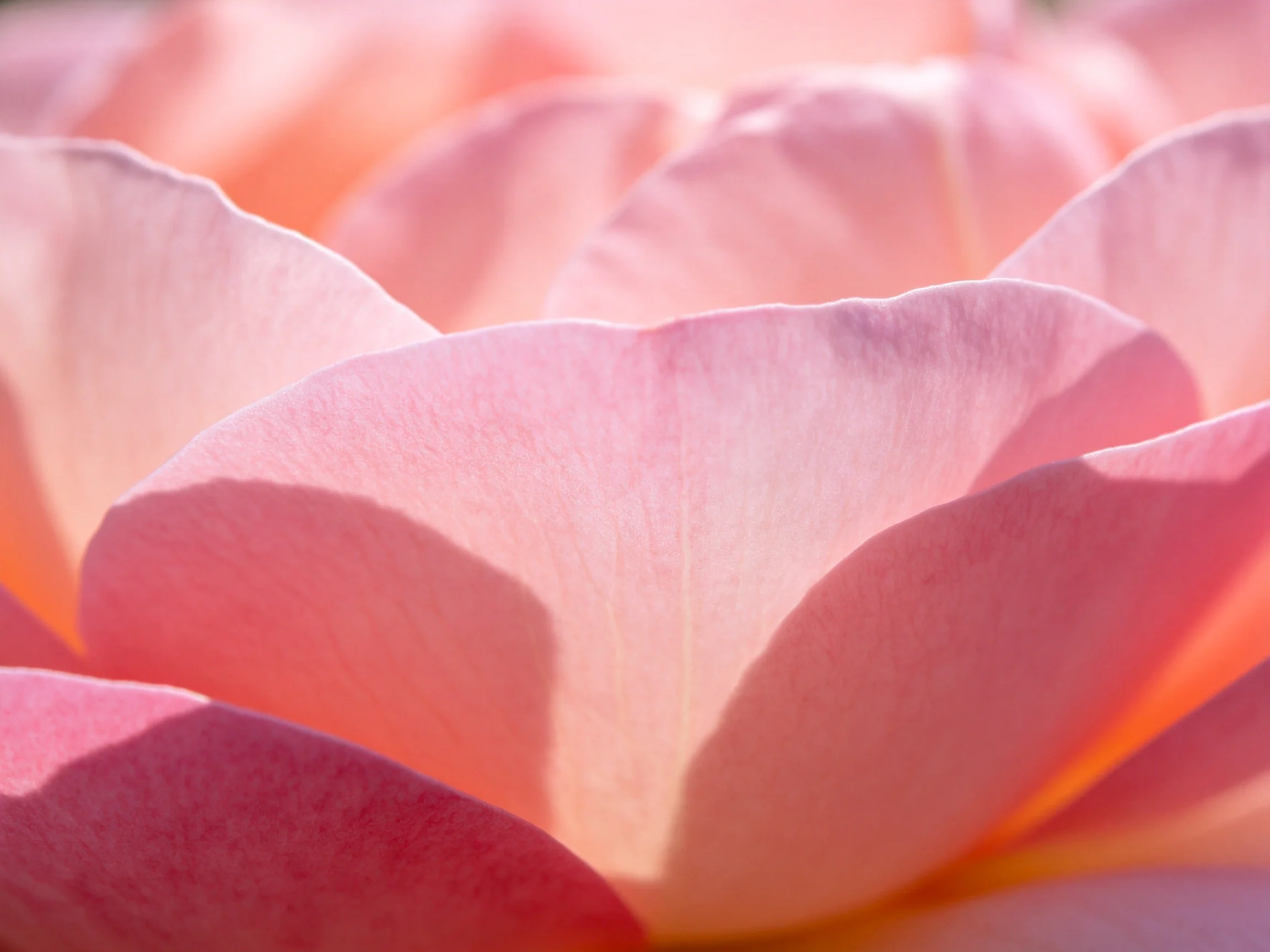 Close-up view of soft pink rose petals with gentle lighting