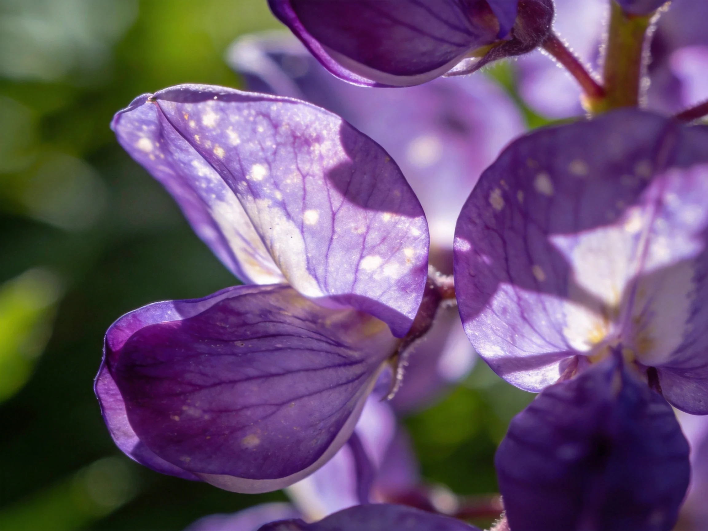 Close - up view of vibrant purple lupine flowers with white speckles