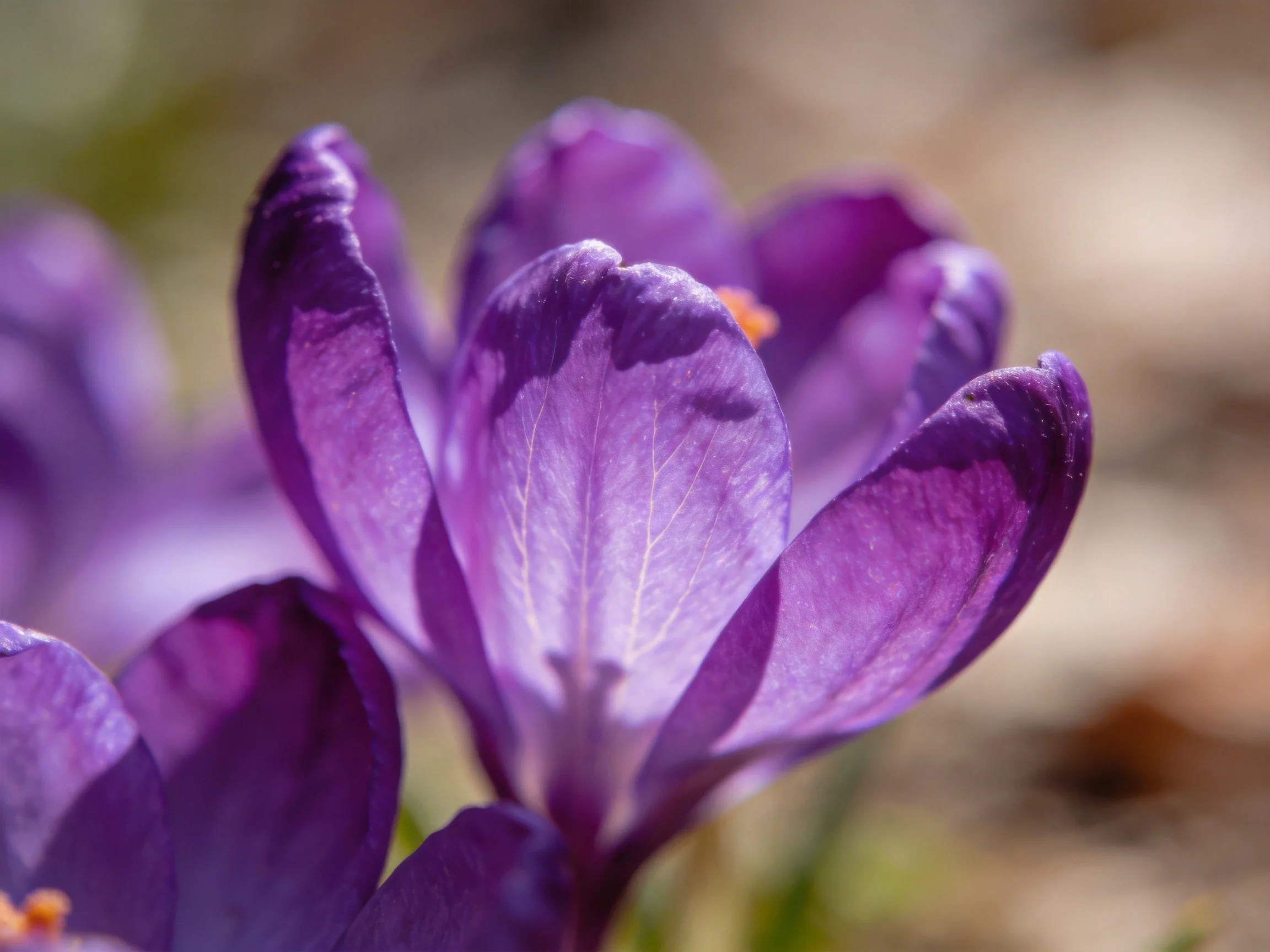Close - up view of vivid purple crocus blossoms with soft