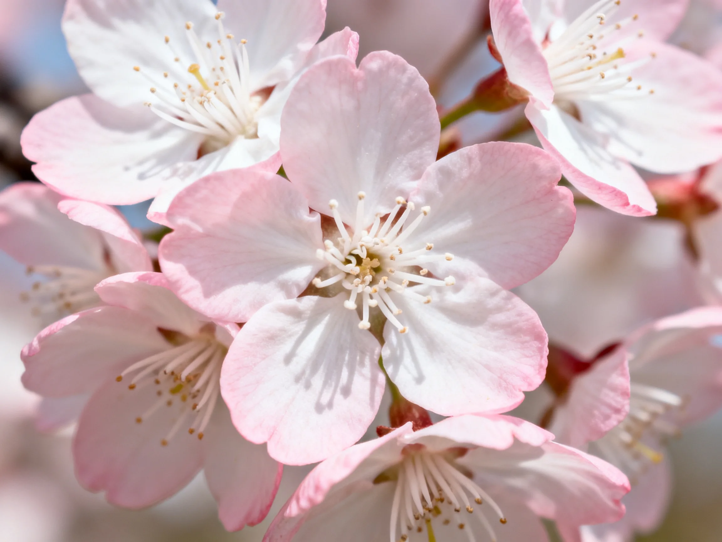 Cluster of delicate pink cherry blossom flowers illuminated by natural light