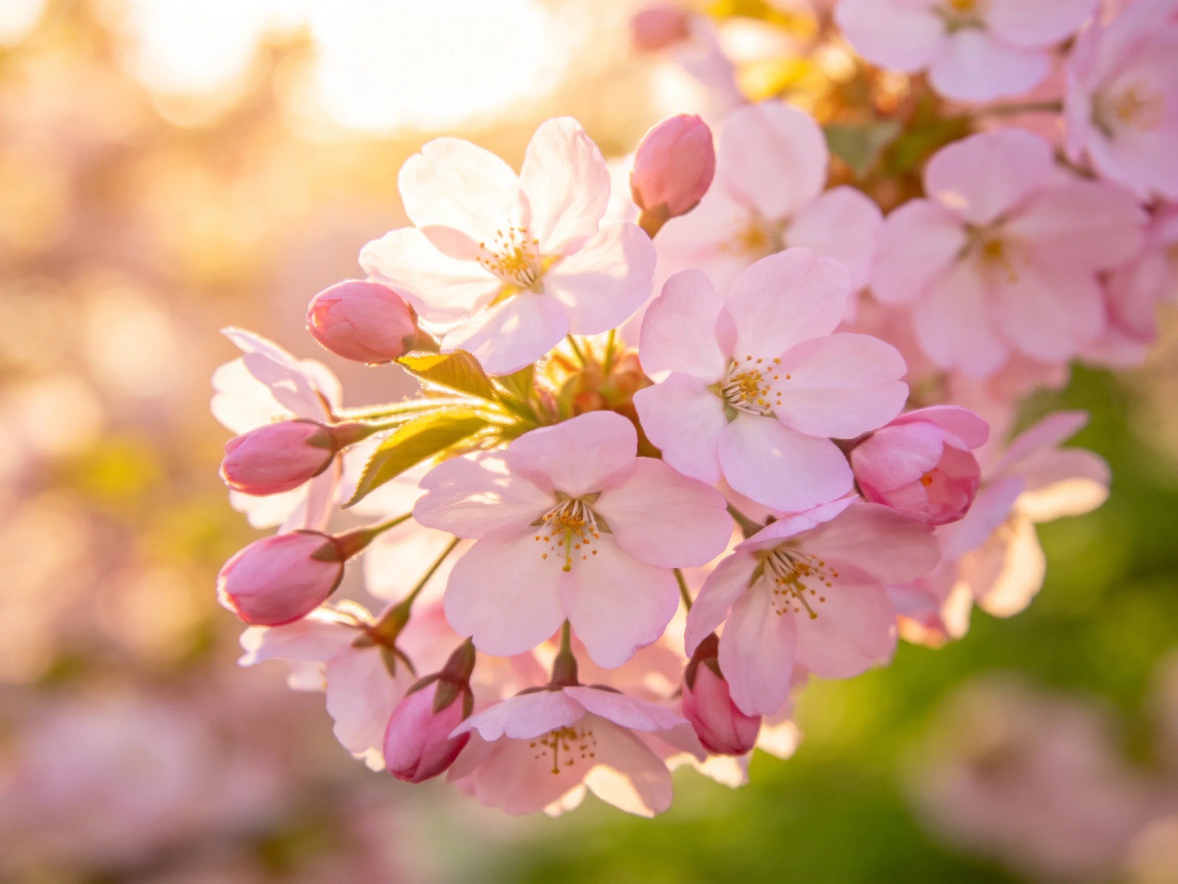 Cluster of delicate pink cherry blossoms bathed in golden sunlight