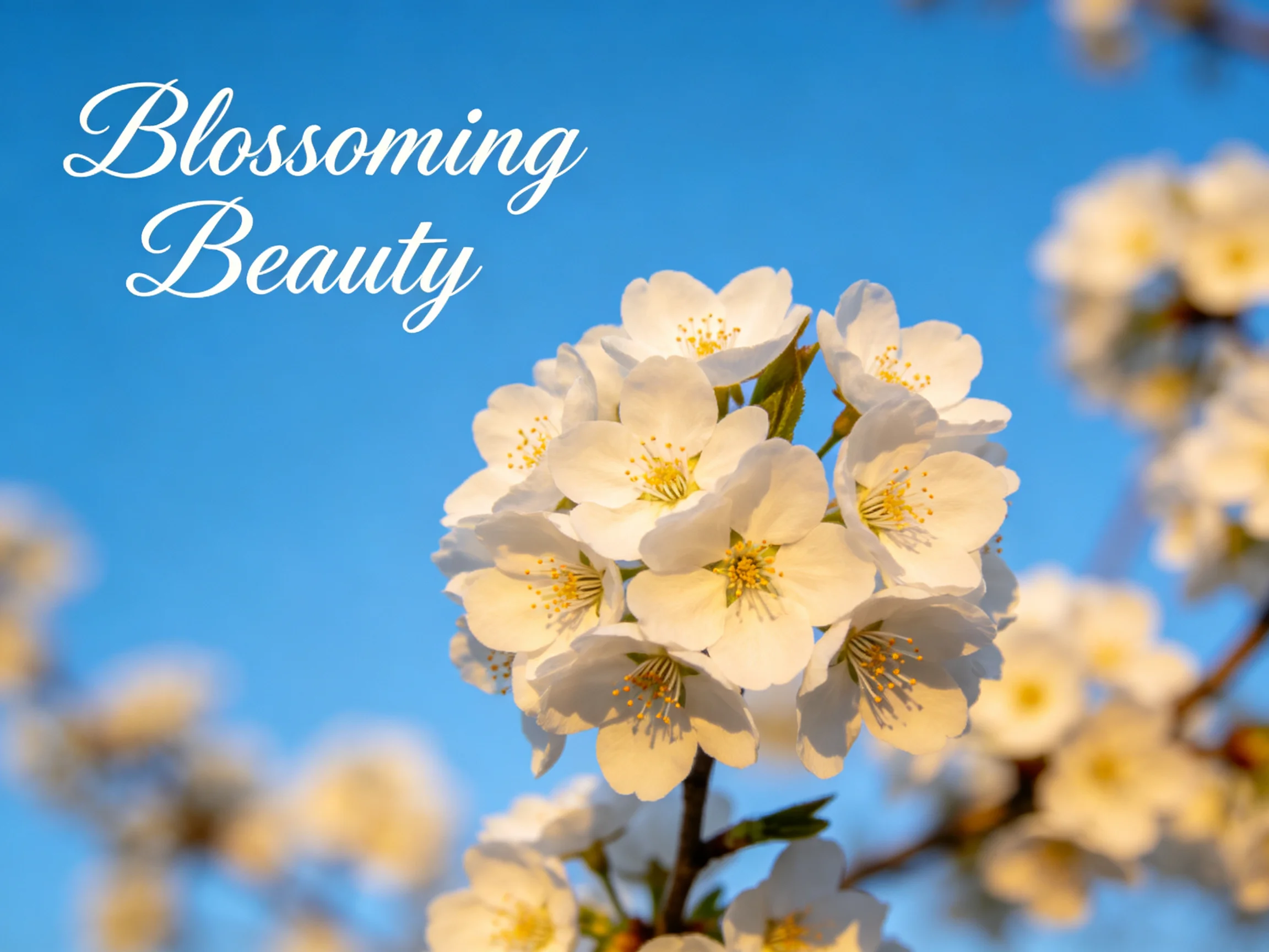 Cluster of delicate white blossoms against a vivid blue sky
