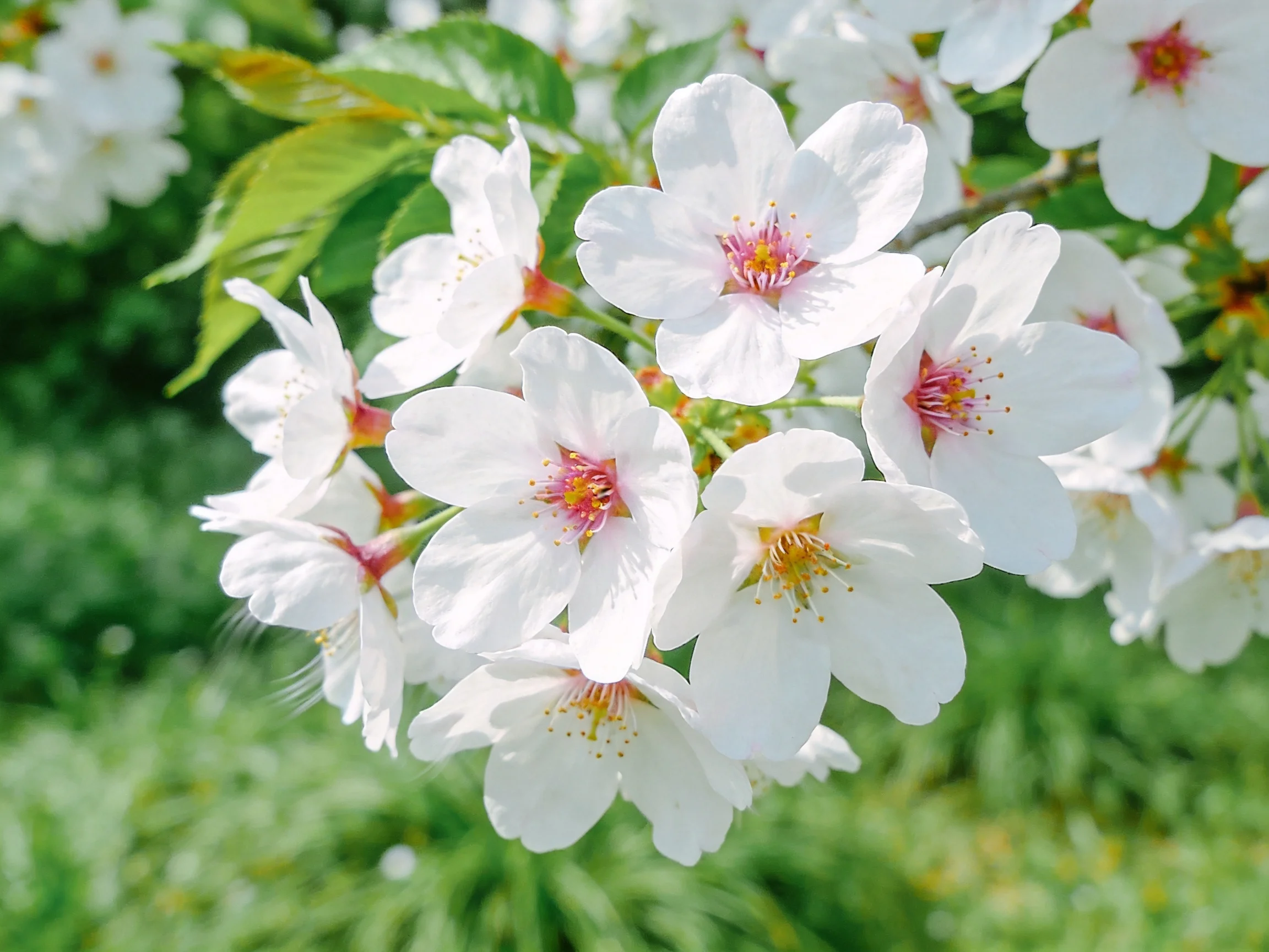 Cluster of delicate white cherry blossoms with pink centers amidst lush green foliage