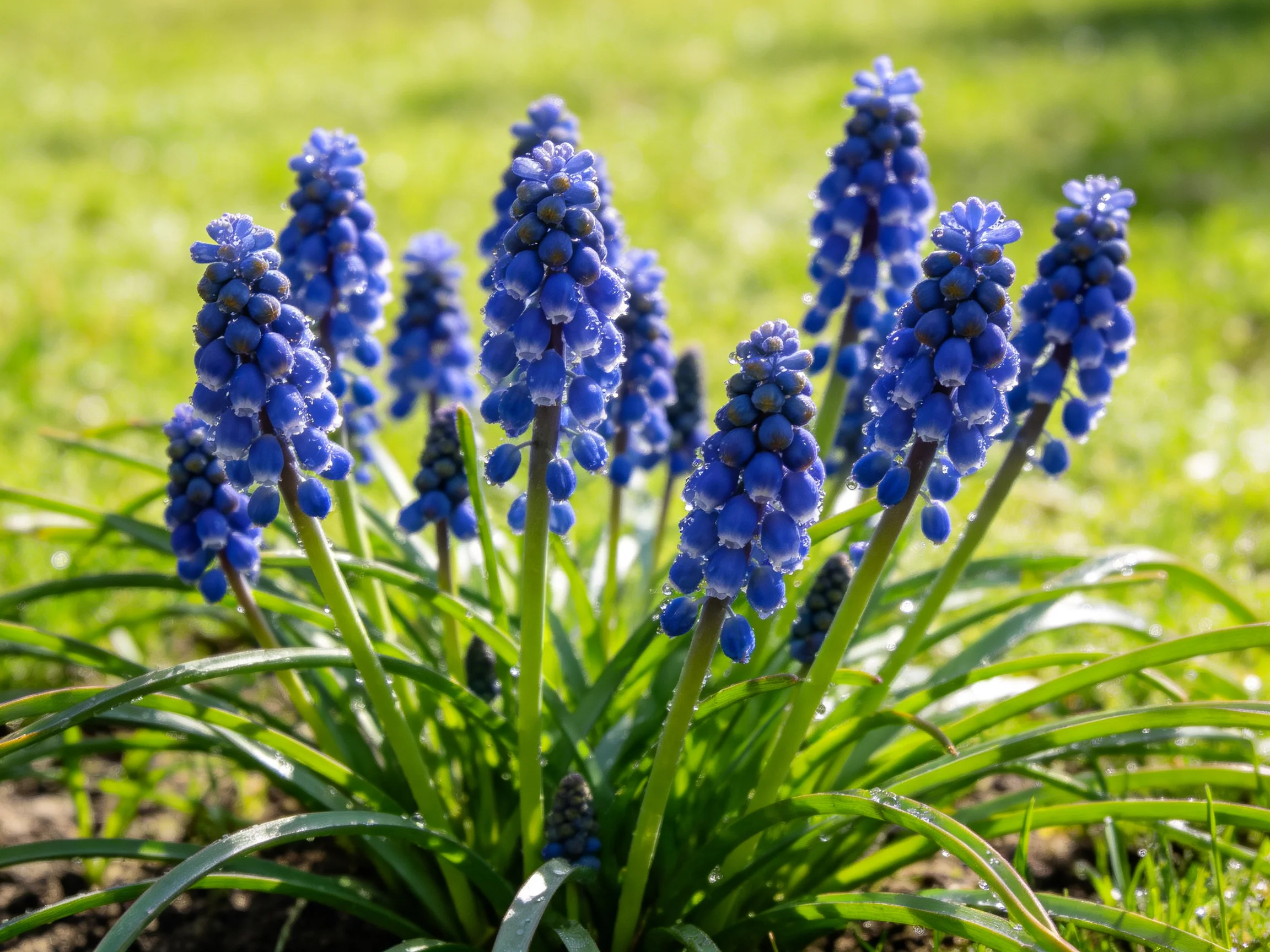 Cluster of numerous vivid blue flowers near green grass