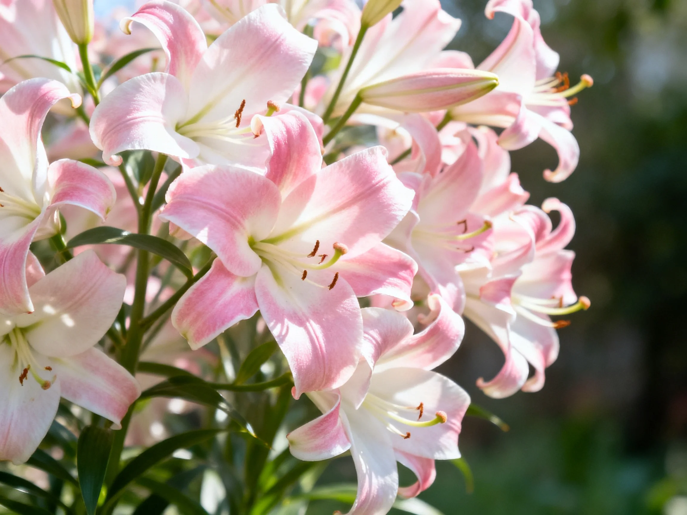 Cluster of pink and white lilies blooming in sunlight