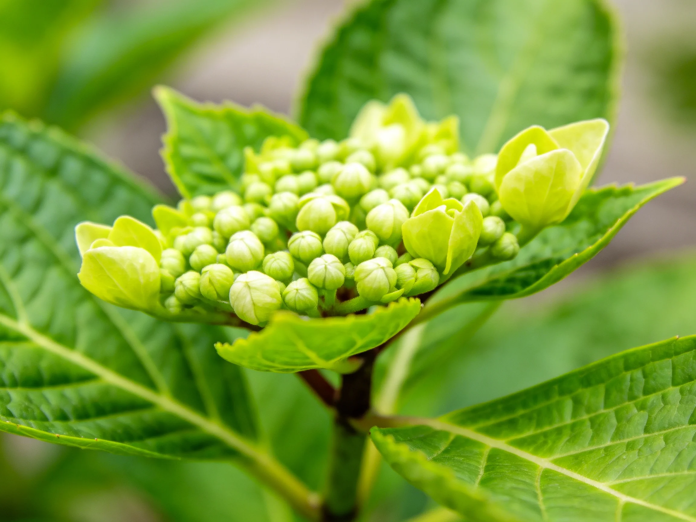 Cluster of small green flower buds amid vibrant foliage