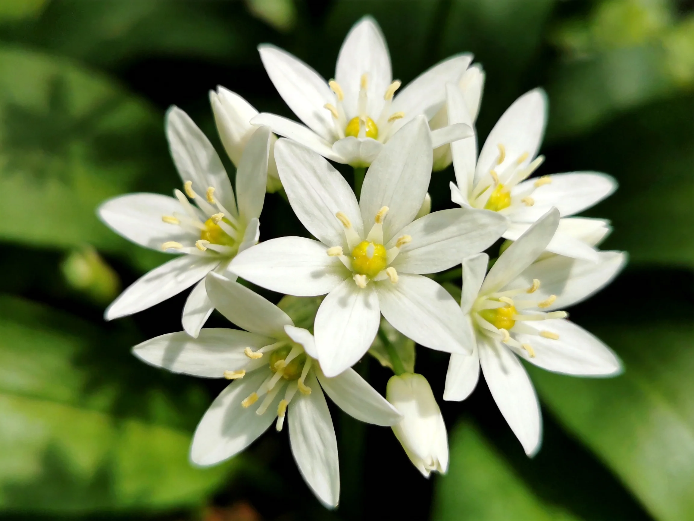 Cluster of small white star - shaped flowers with yellow centers