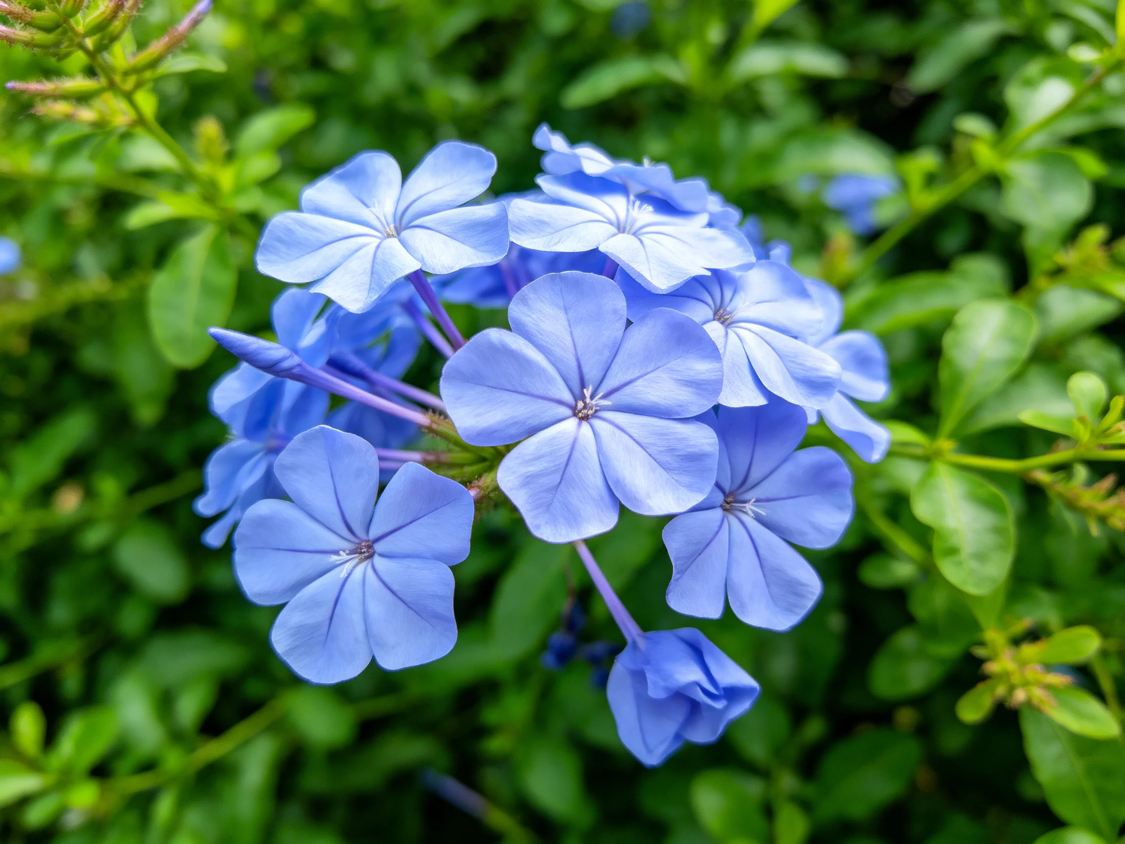 Cluster of soft blue flowers nestled among lush green foliage