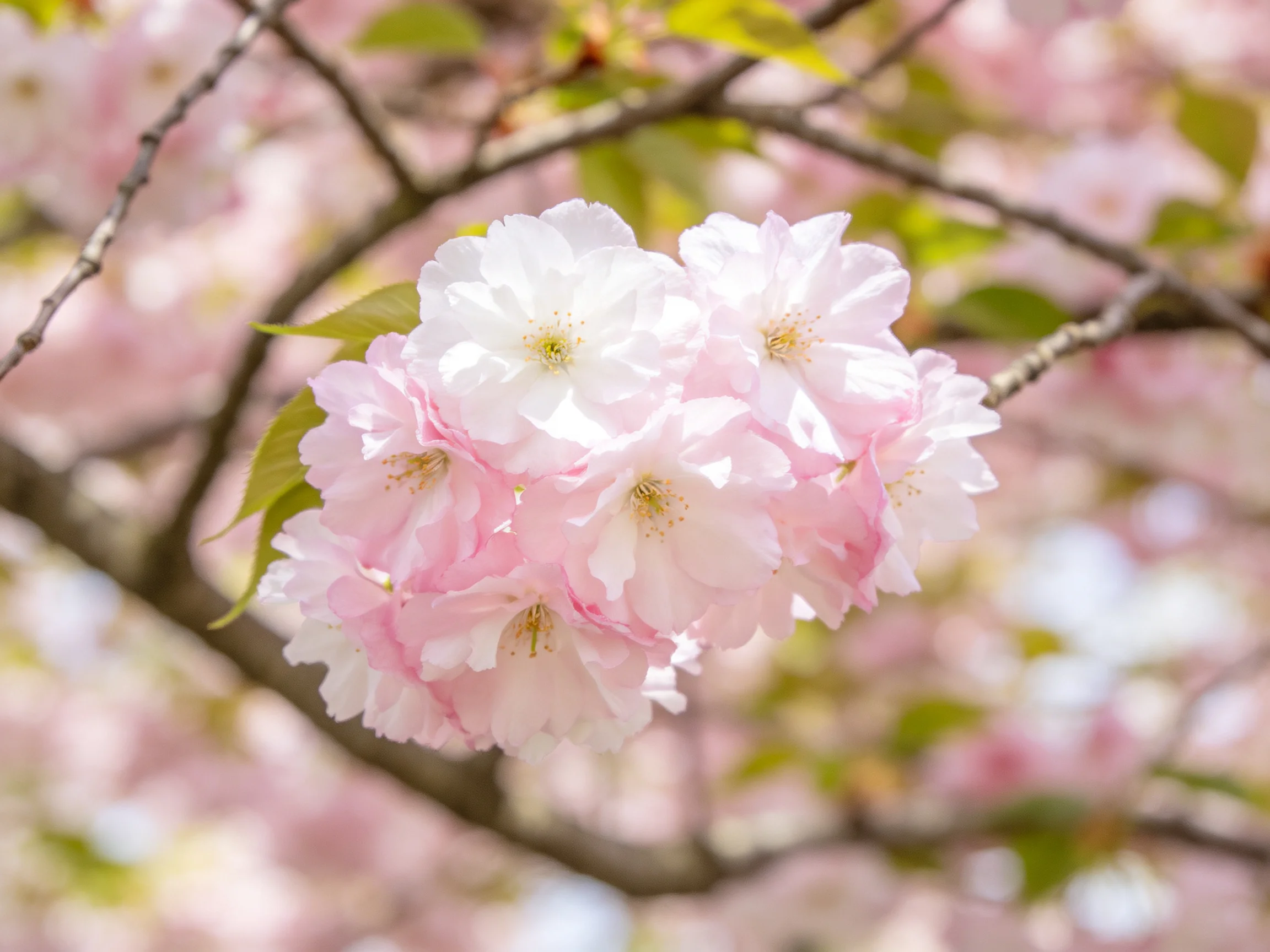 Cluster of soft pink and white cherry blossoms on dark branches