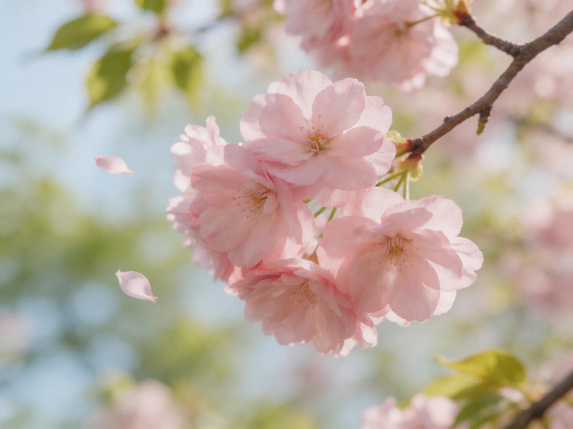 Cluster of soft pink cherryblossoms on a slender branch
