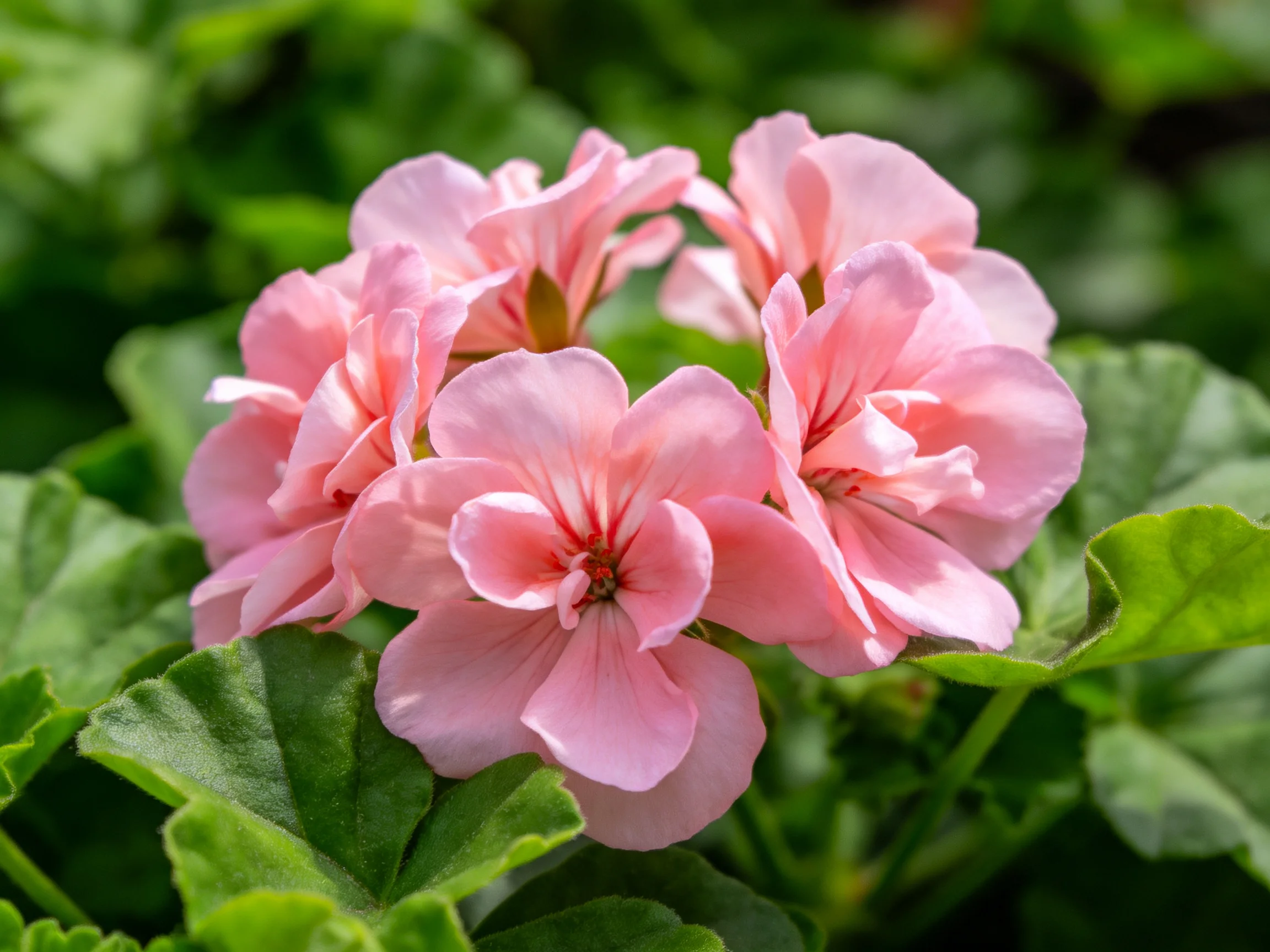 Cluster of soft pink geranium blossoms with lush green foliage