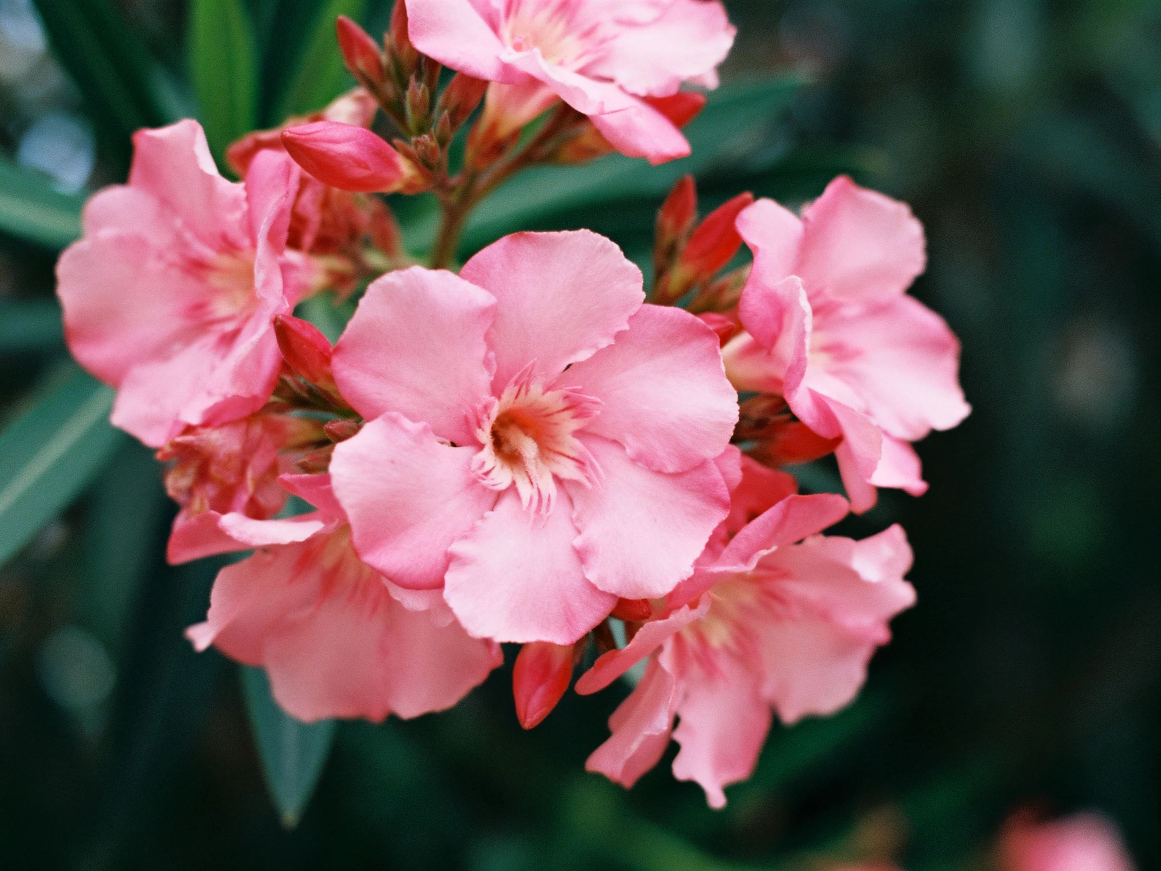 Cluster of soft pink oleander flowers with dark green foliage