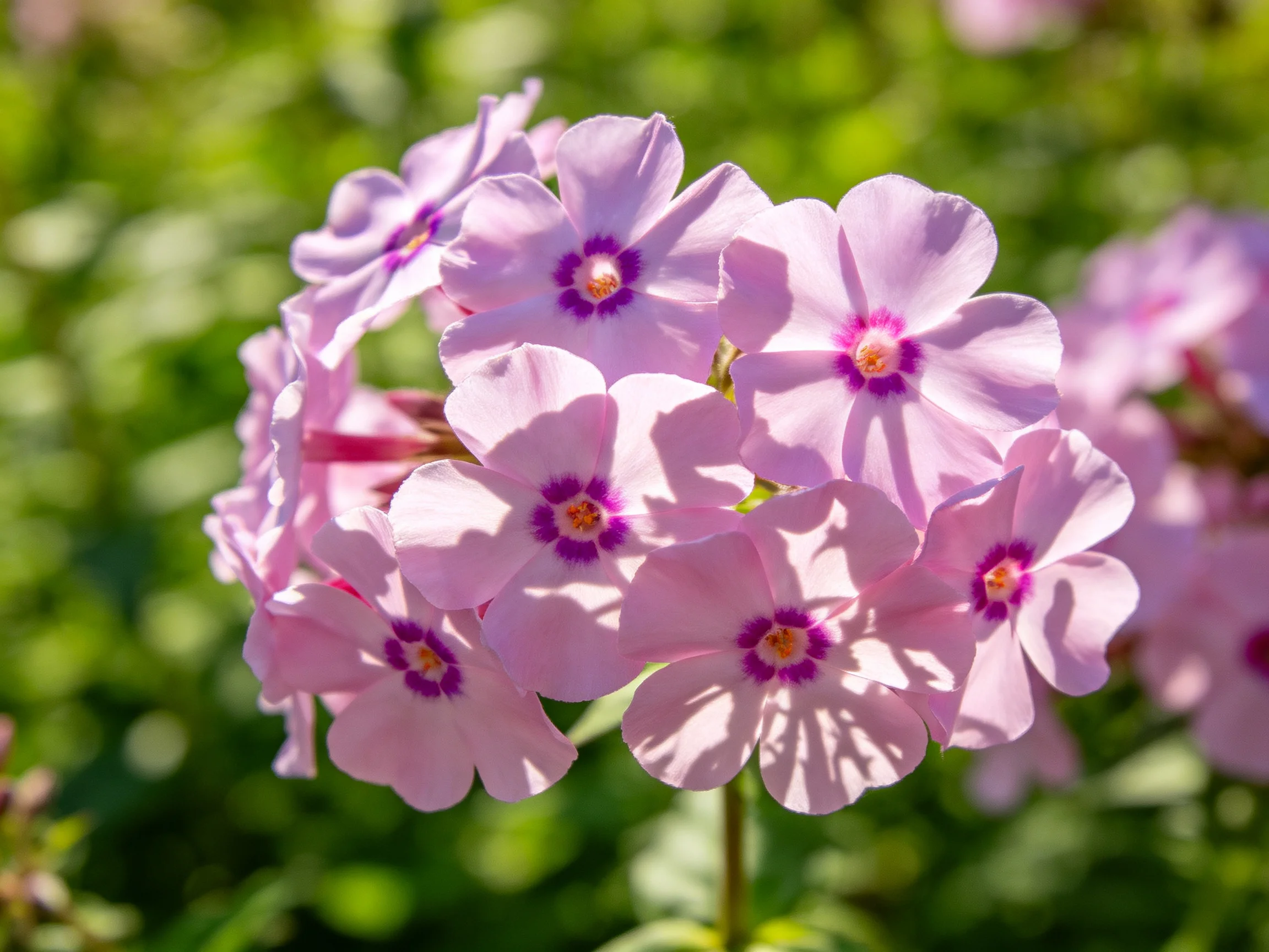 Cluster of soft pink phlox blooms with purple centers