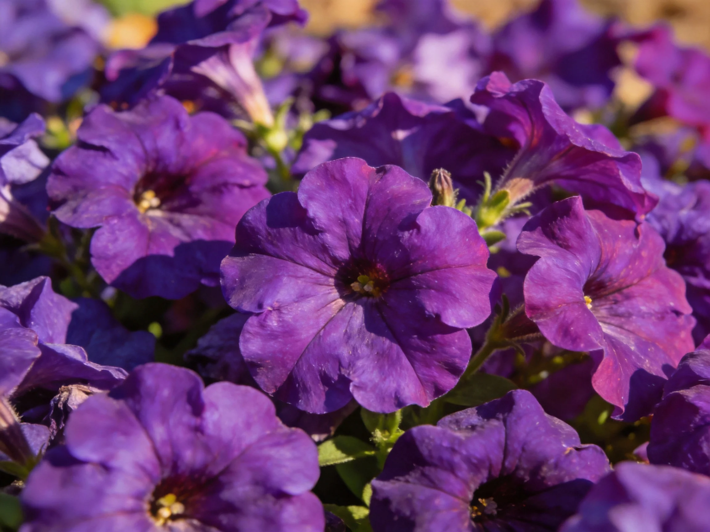 Cluster of vibrant deep purple petunia flowers in bright sunlight