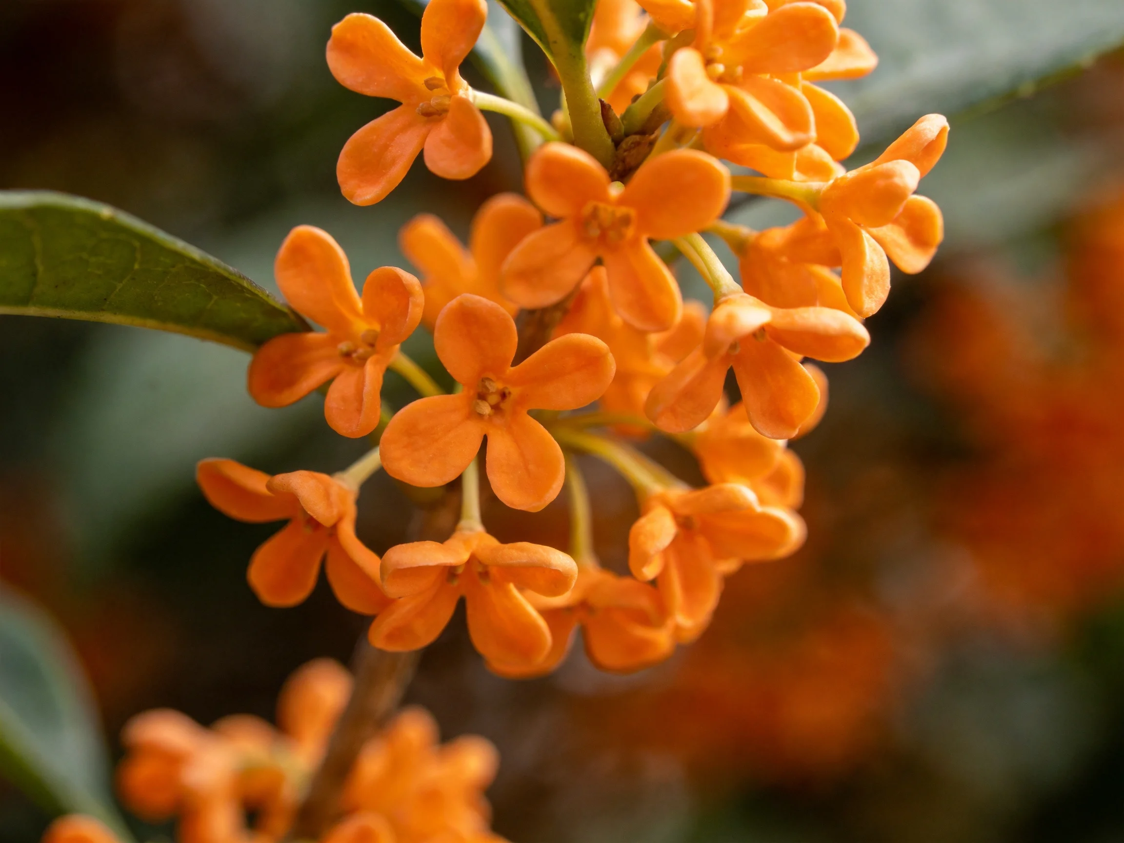 Cluster of vibrant orange flowers amid glossy green leaves