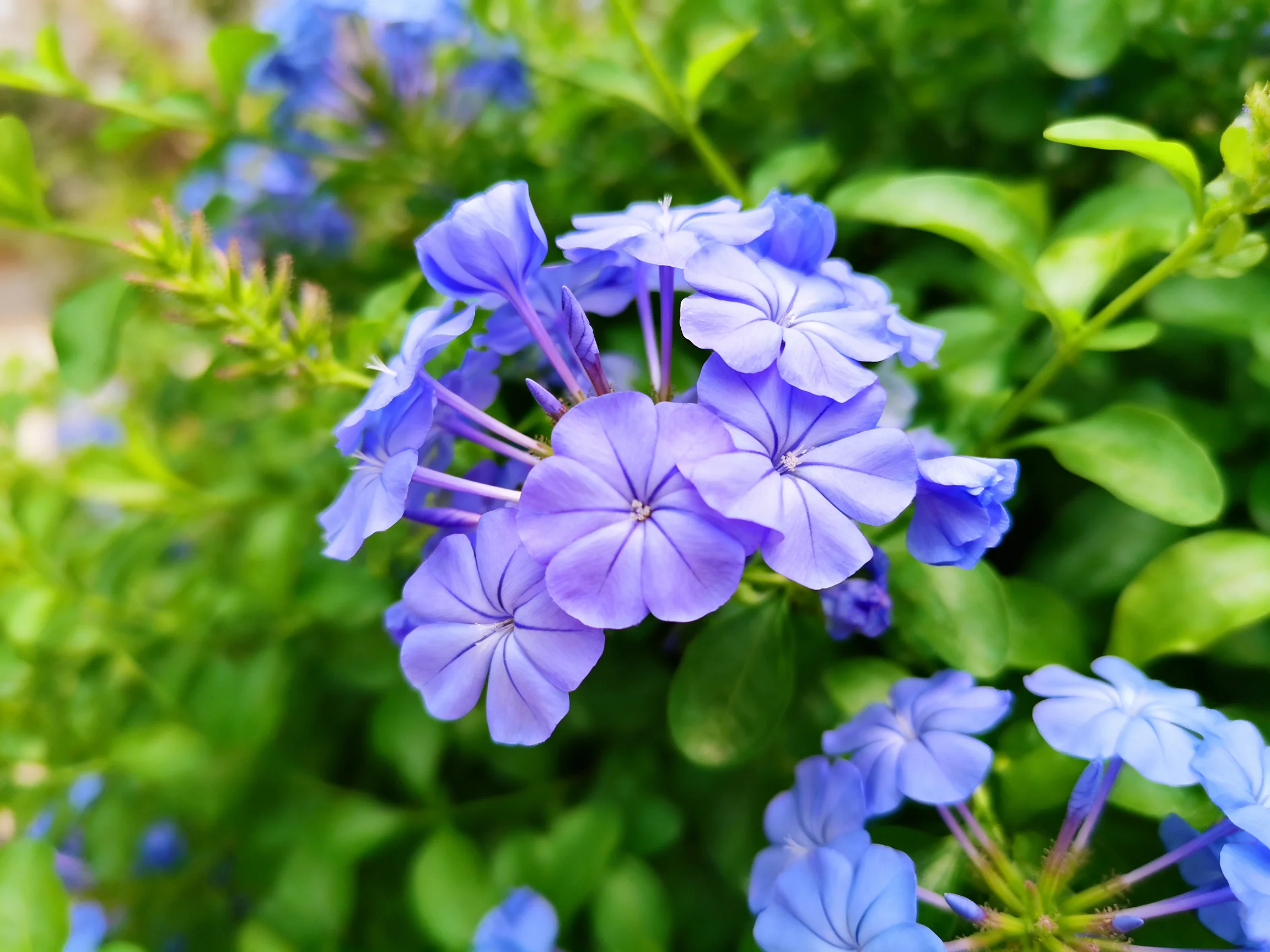 Cluster of vibrant purple-blue flowers amid lush green foliage