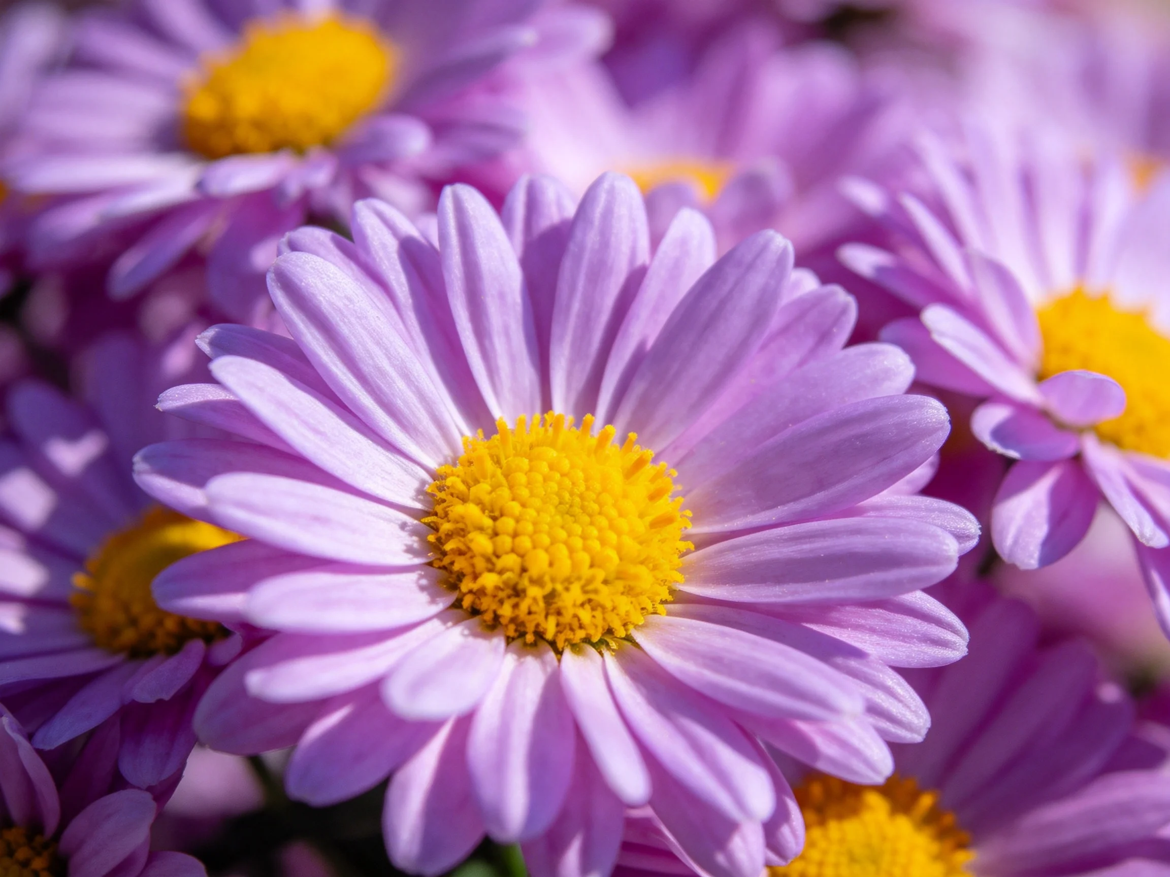 Cluster of vibrant purple daisies with bright yellow centers