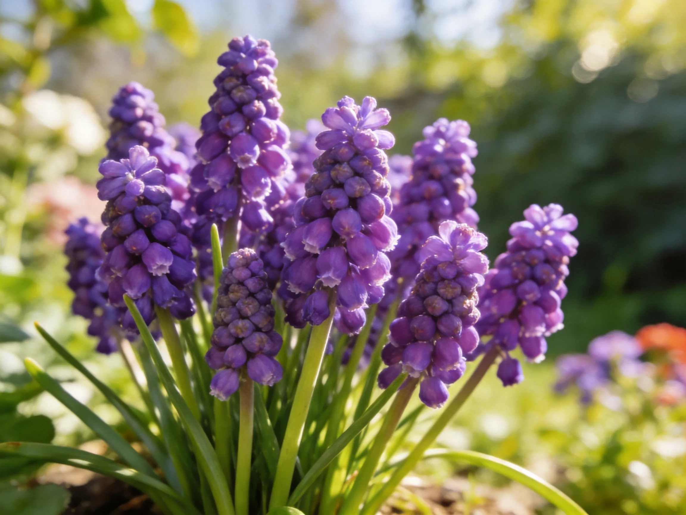 Cluster of vibrant purple flowers blooms in a sunlit garden
