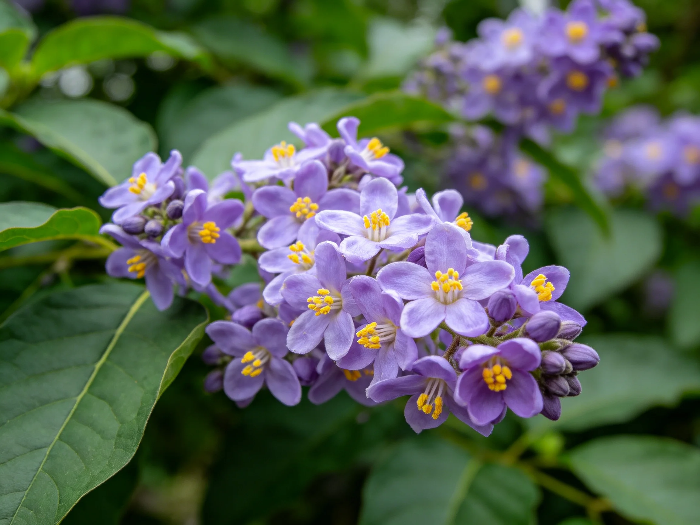 Cluster of vibrant purple flowers with yellow centers amidst lush green leaves