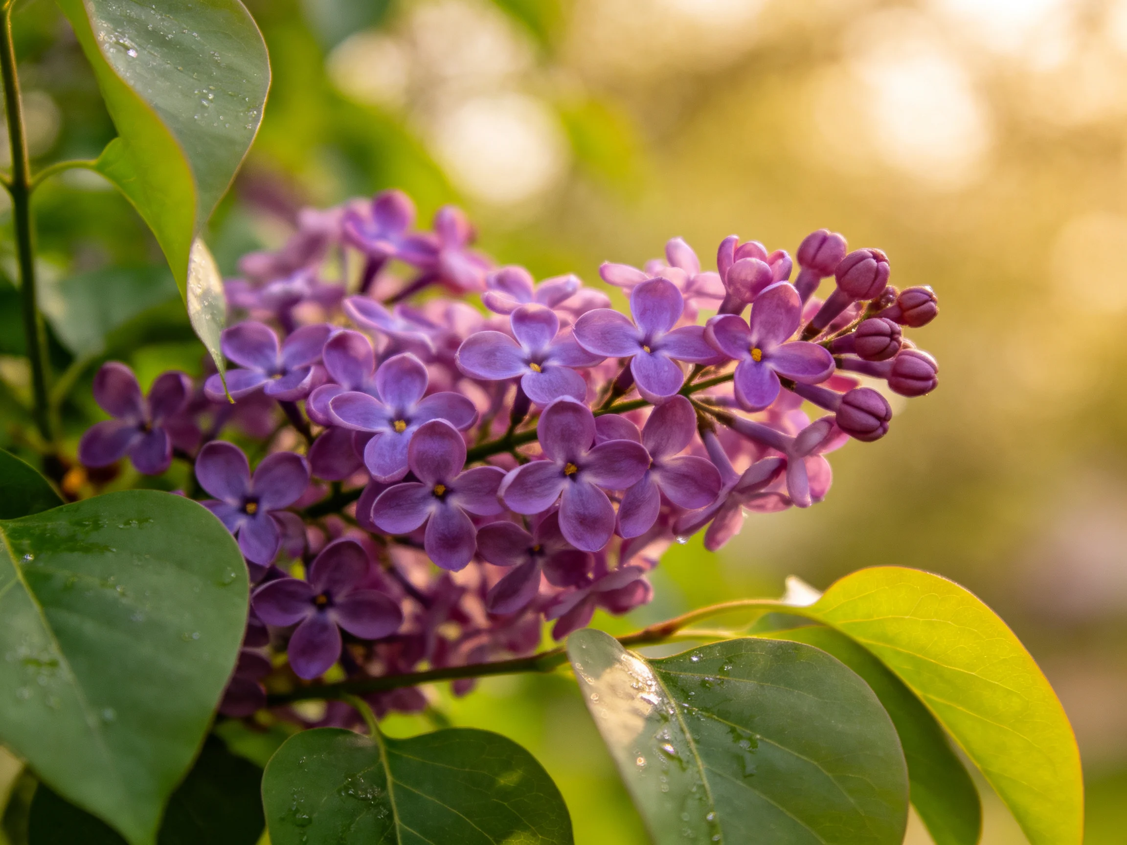 Cluster of vibrant purple lilac blooms with glossy green leaves