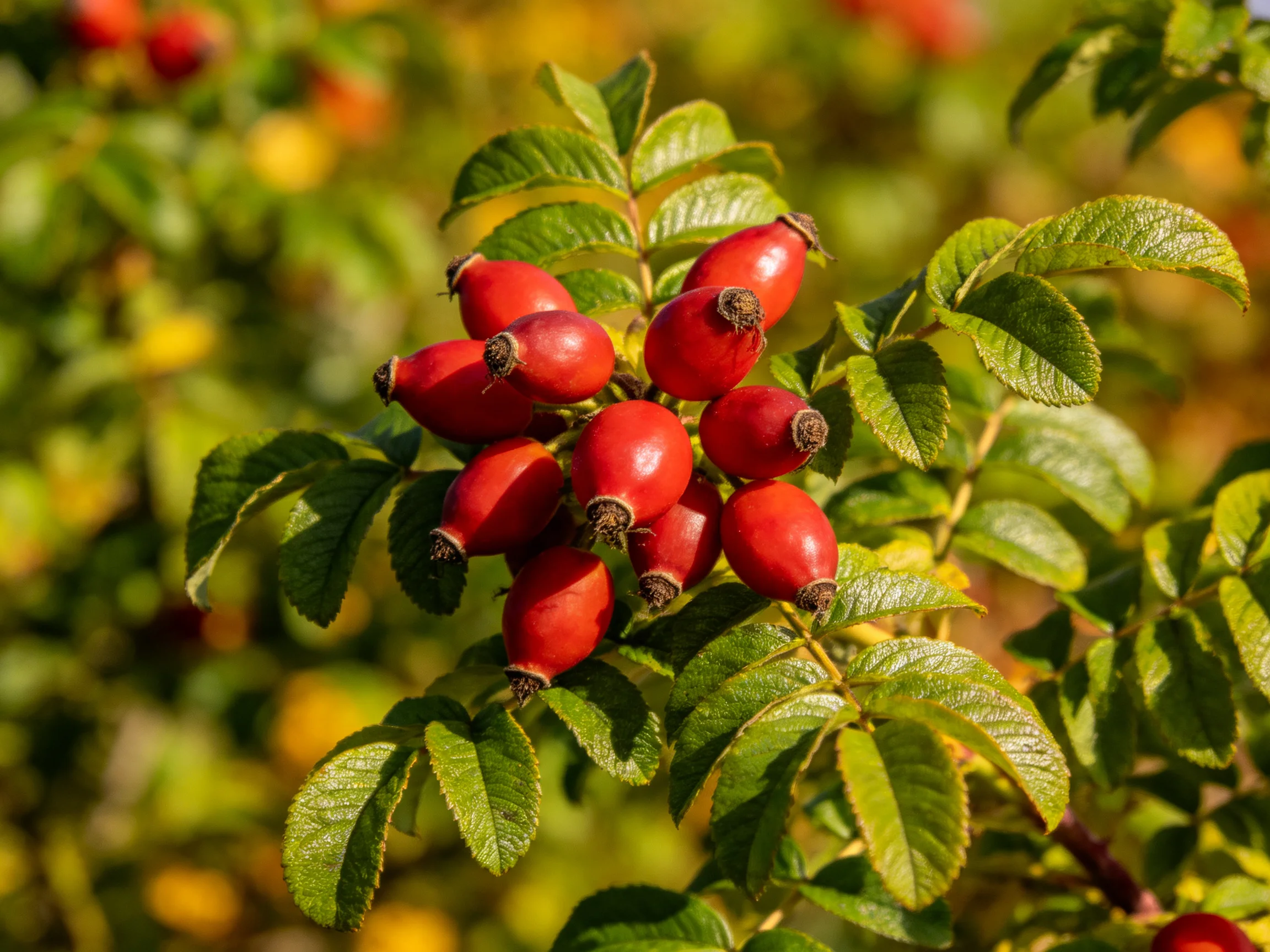 Cluster of vibrant red rose hips among lush green foliage