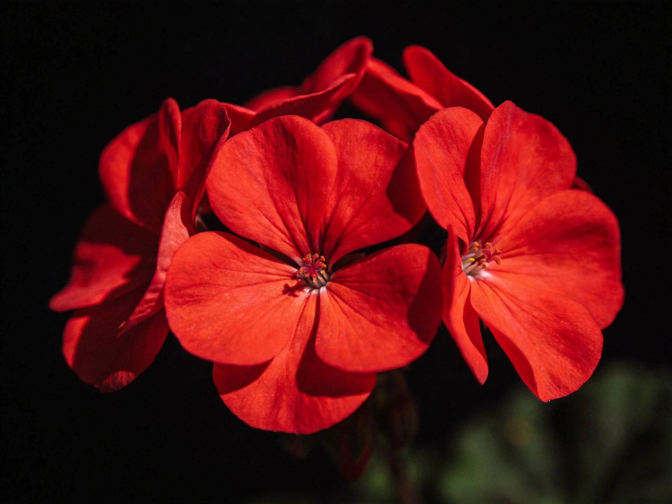 Cluster of vivid red geranium flowers with dark background