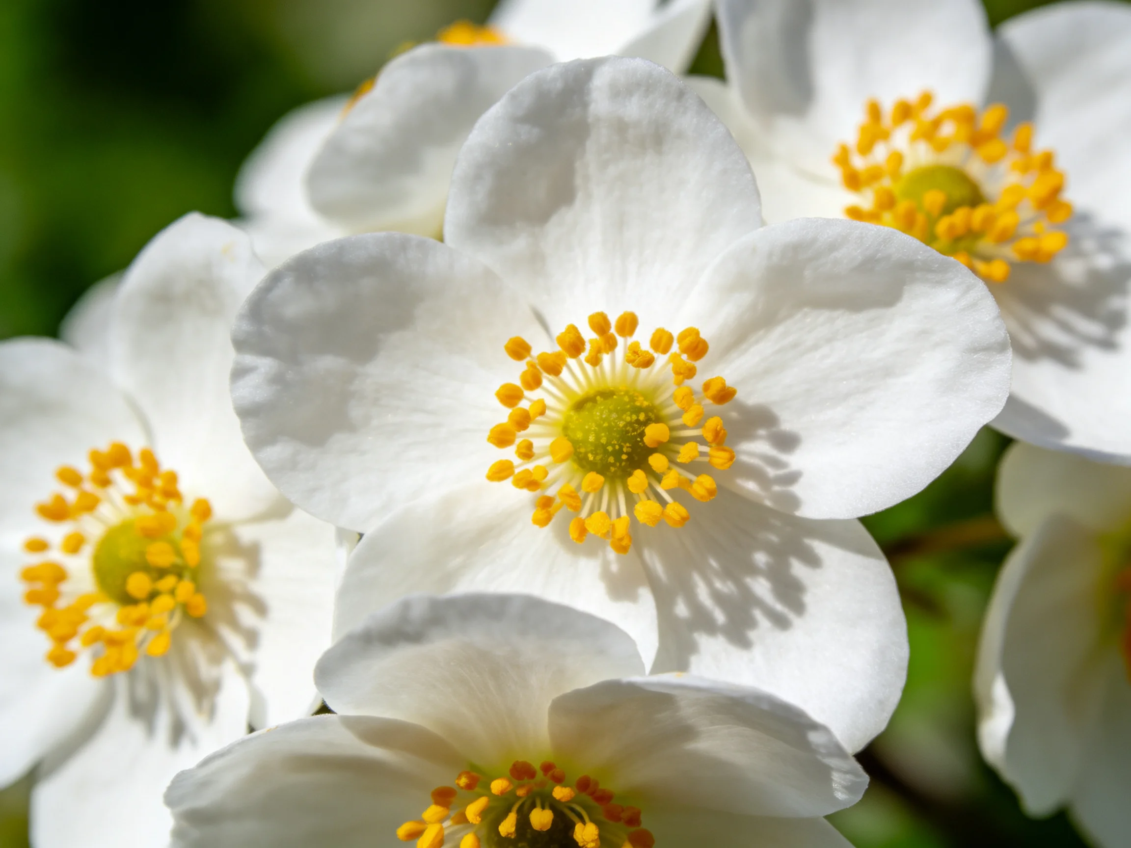 Cluster of white flowers with bright yellow stamens