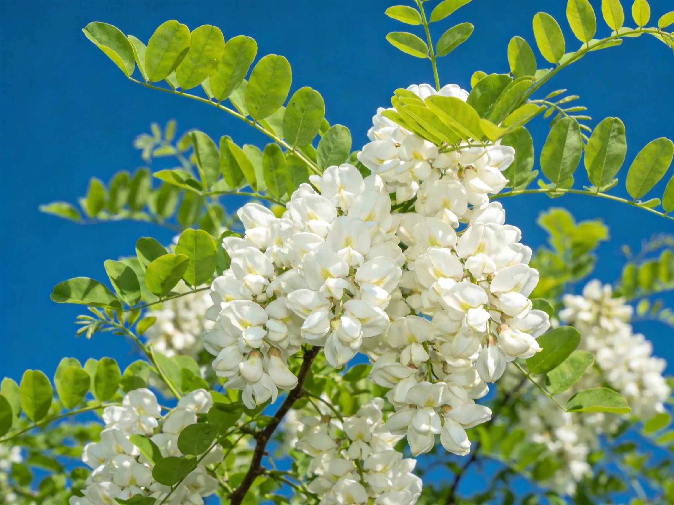Cluster of white flowers with oval green leaves against bright blue sky