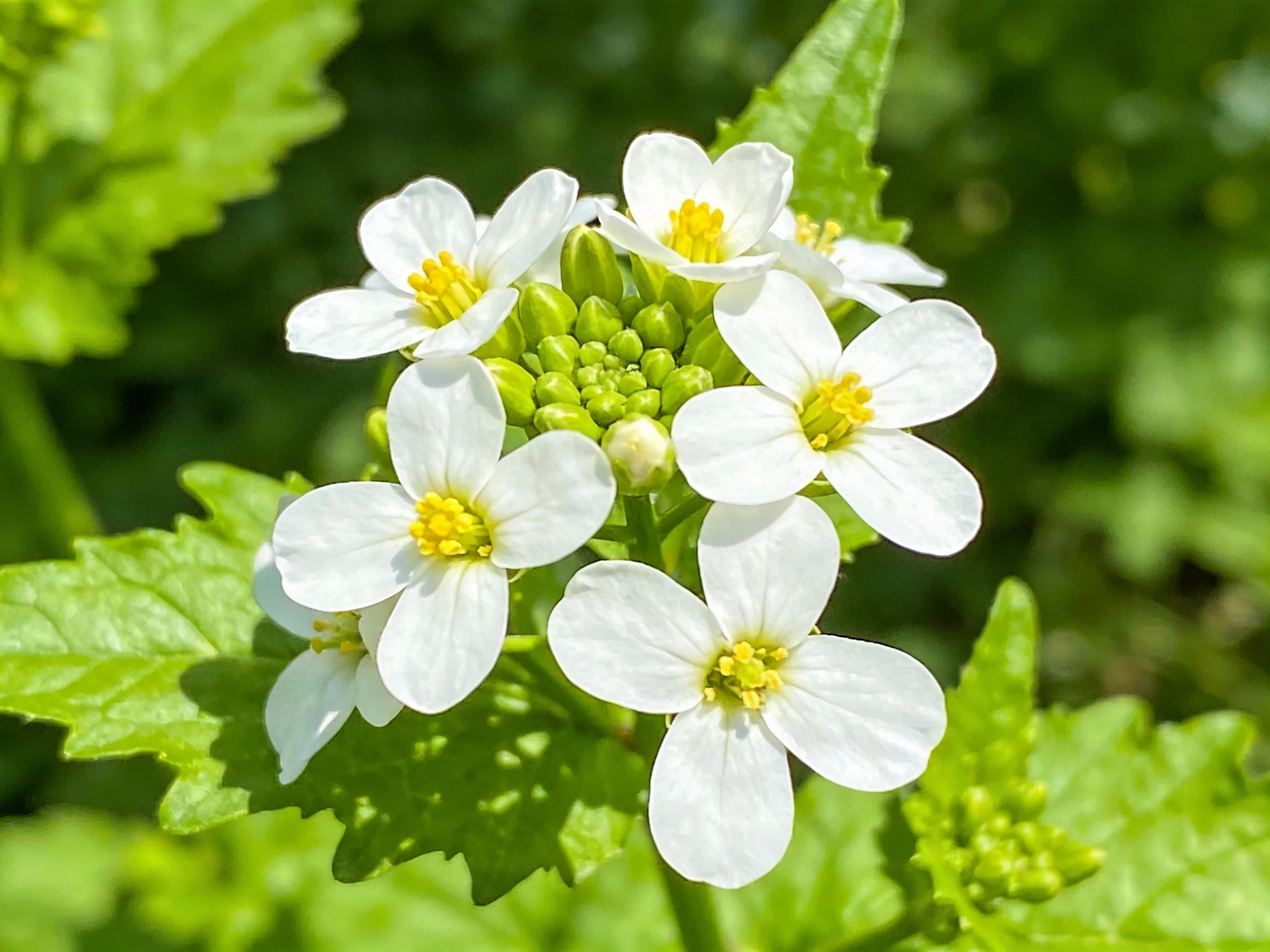 Cluster of white flowers with yellow centers among green foliage