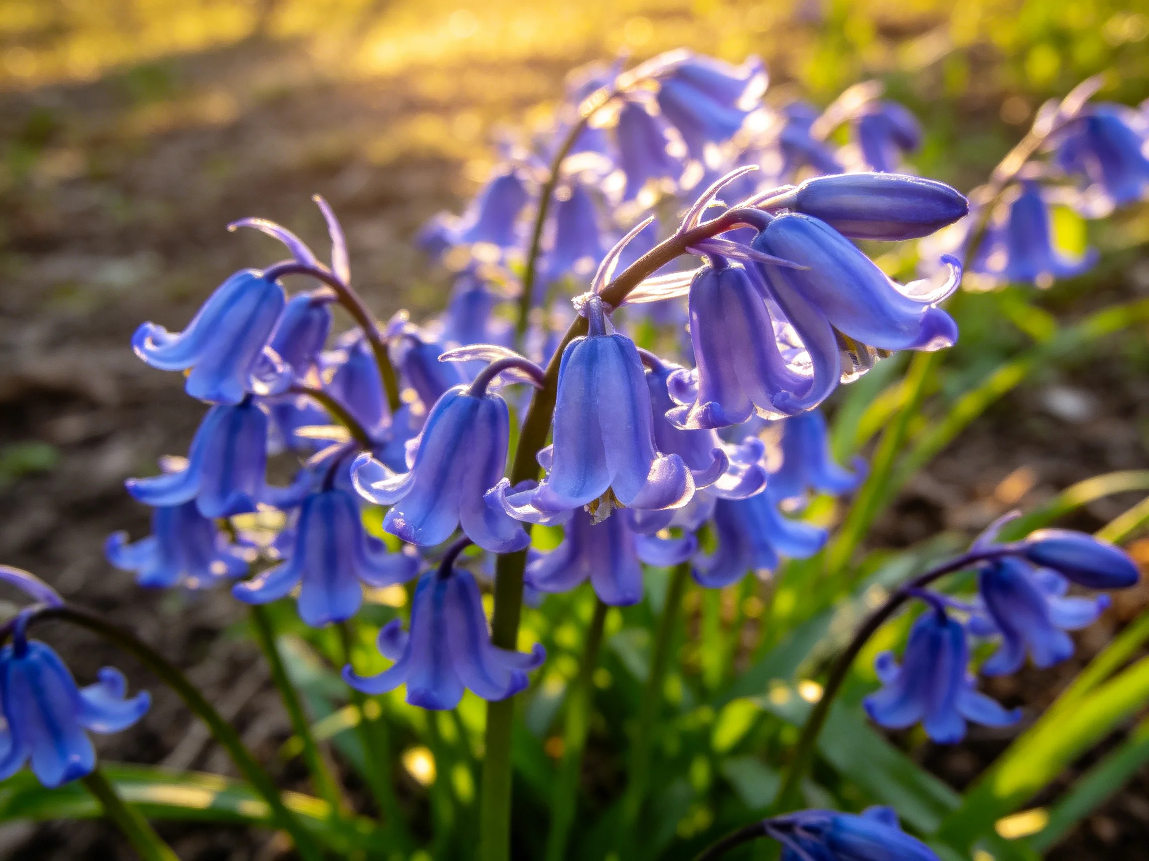 Clusters of vibrant bluebell flowers bathed in golden sunlight