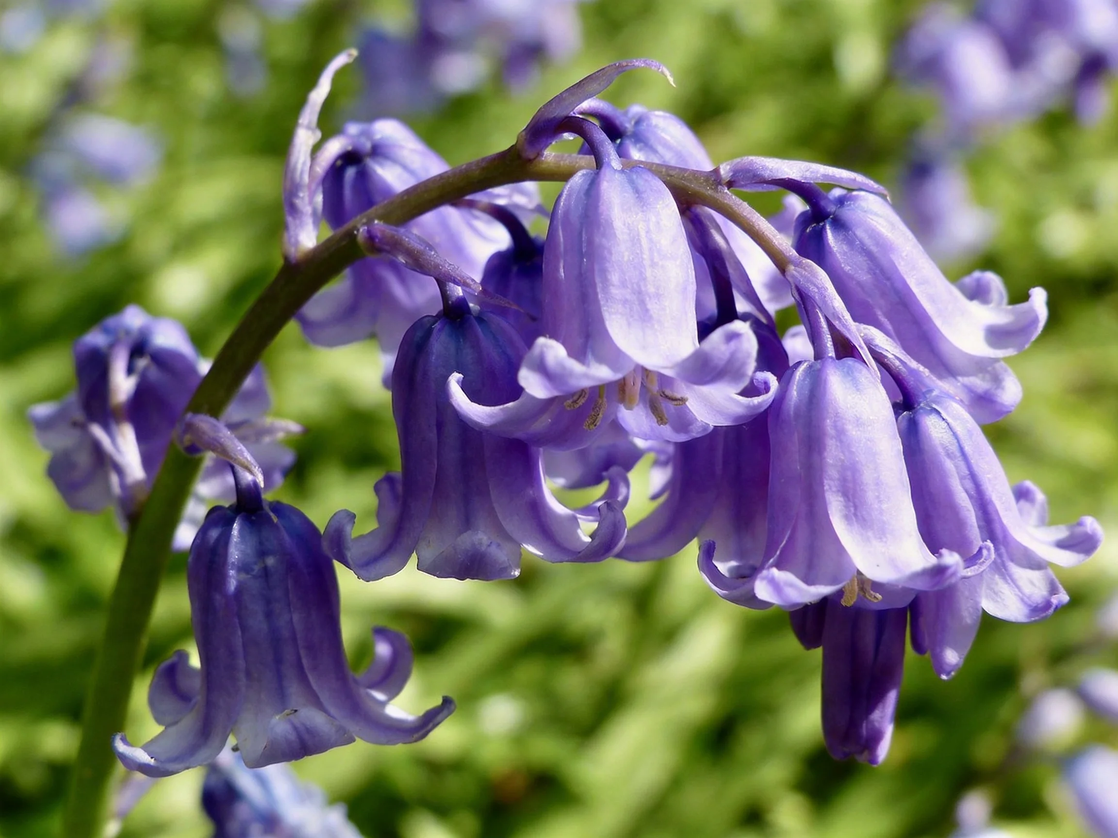 Clusters of vibrant purple-blue bell-shaped flowers amid green foliage