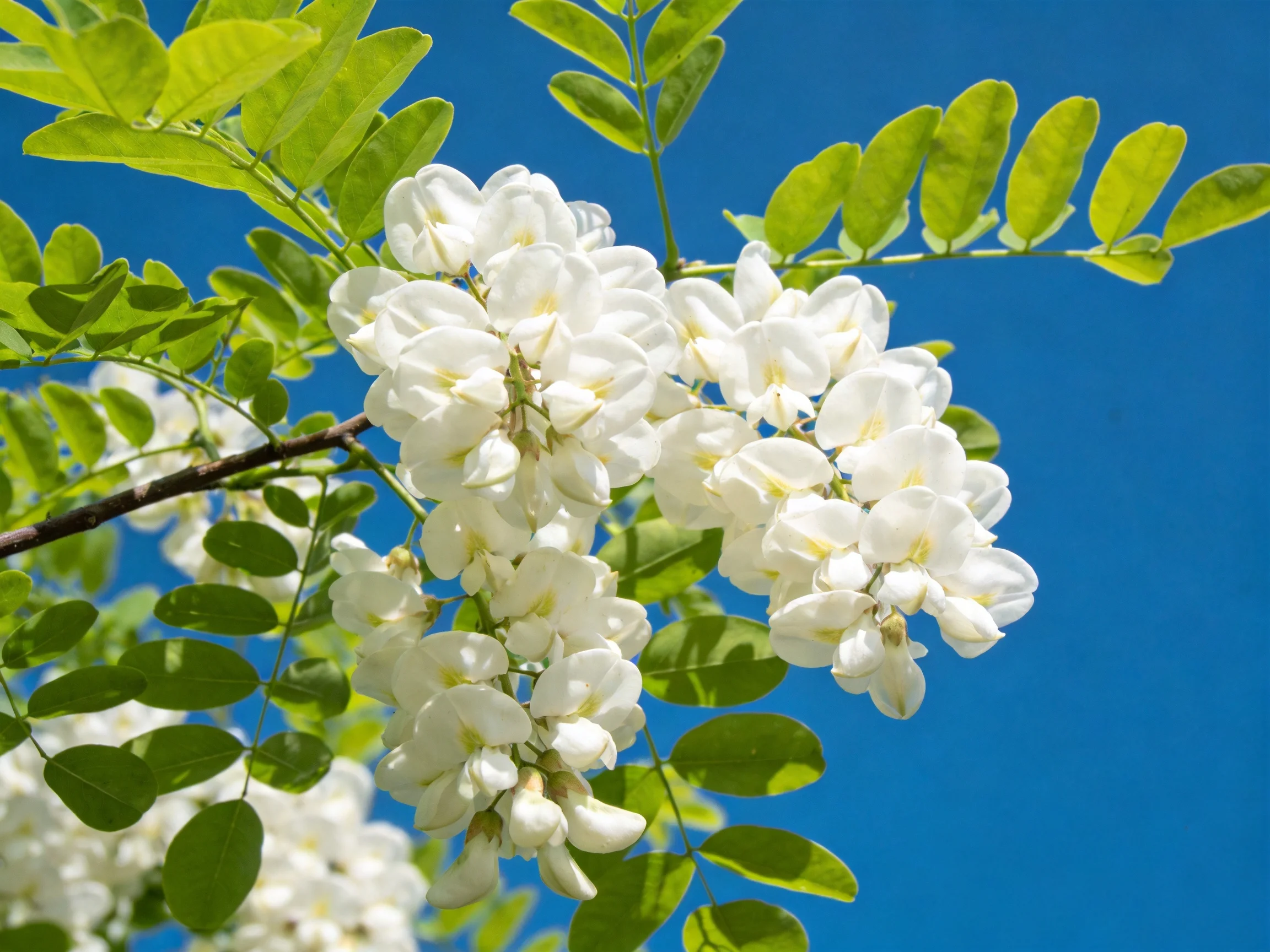 Clusters of white flowers bloom amid bright green leaves under clear blue sky
