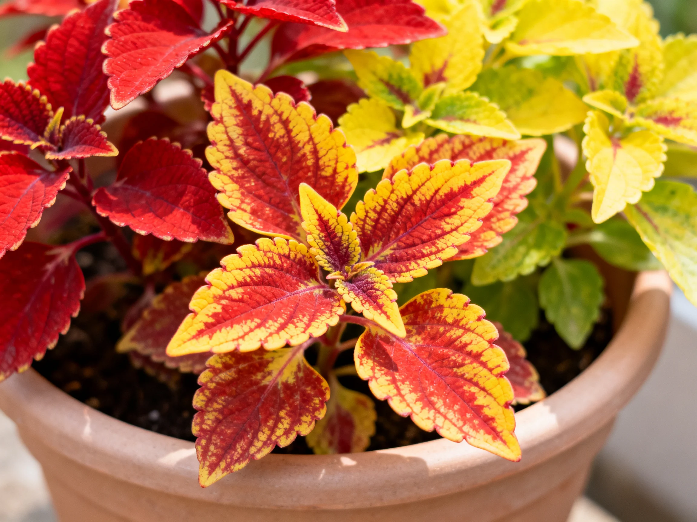 Coleus Plants in Terracotta Pot Showcasing Red, Yellow, Green Leaves