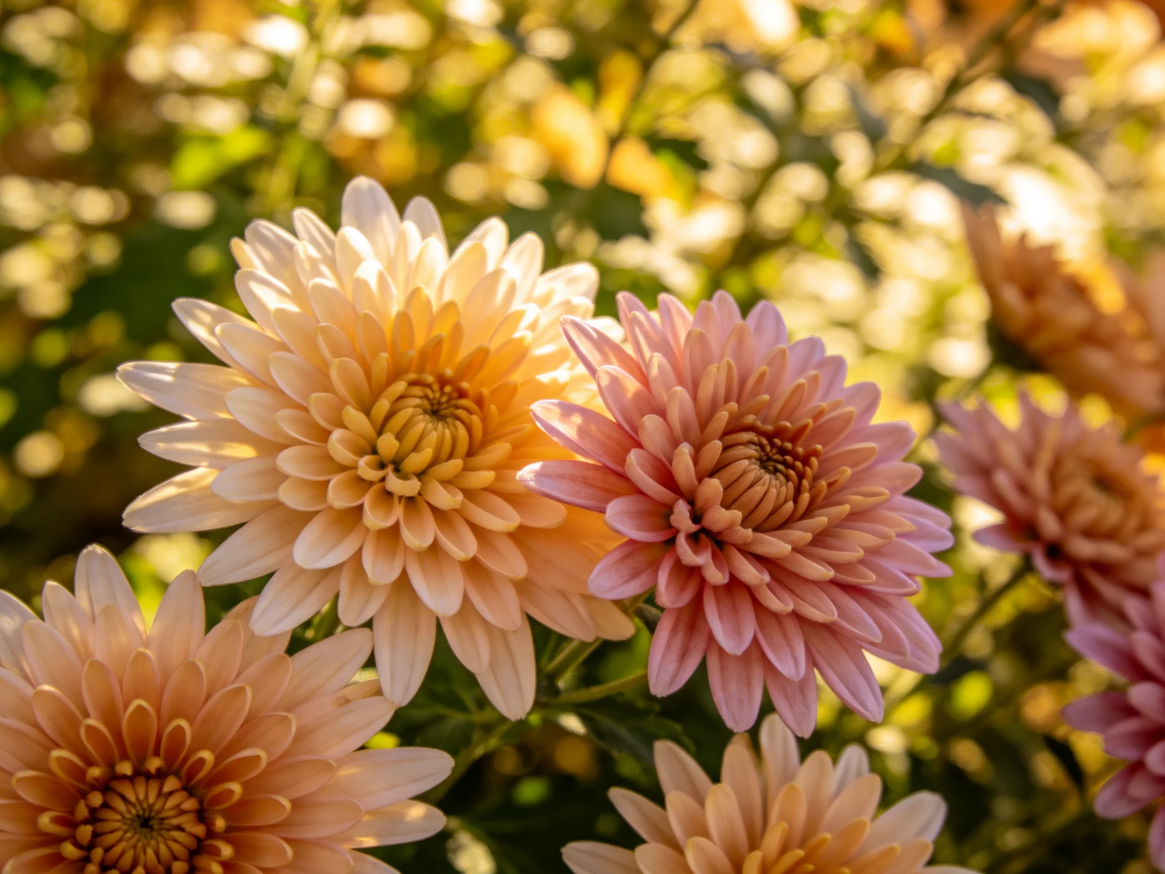 Colorful chrysanthemums in soft peach, pink, and cream bloom under golden sunlight
