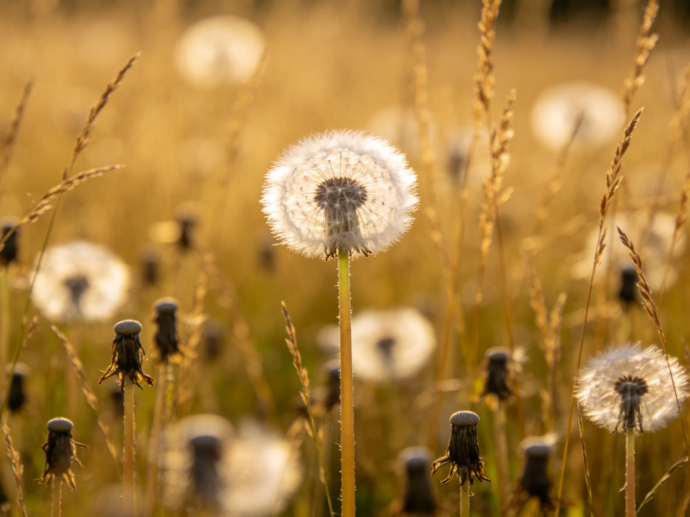 Dandelion seed heads scattered among tall golden grasses in a sunlit meadow