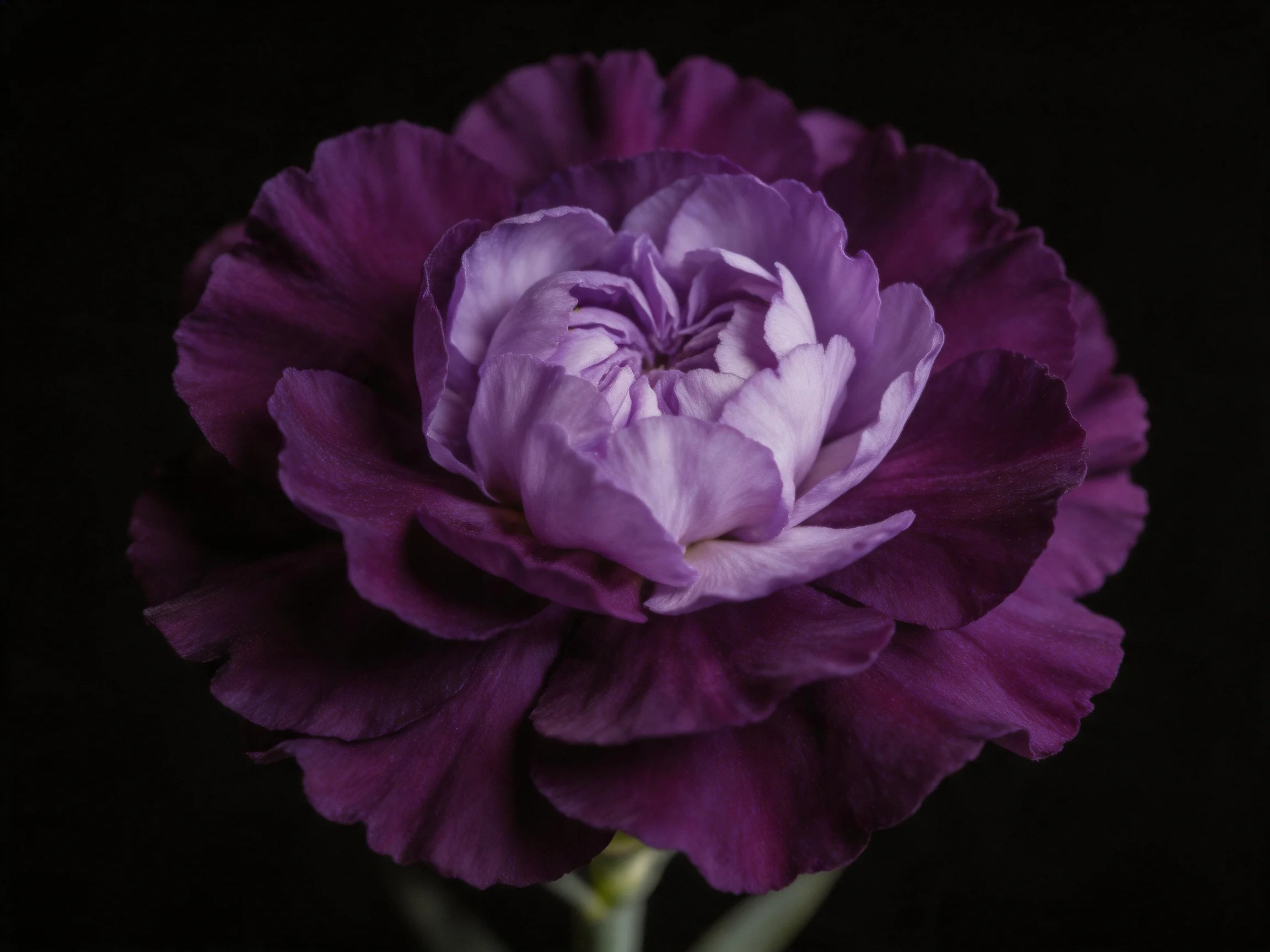 Dark purple carnation with layered petals against a black backdrop