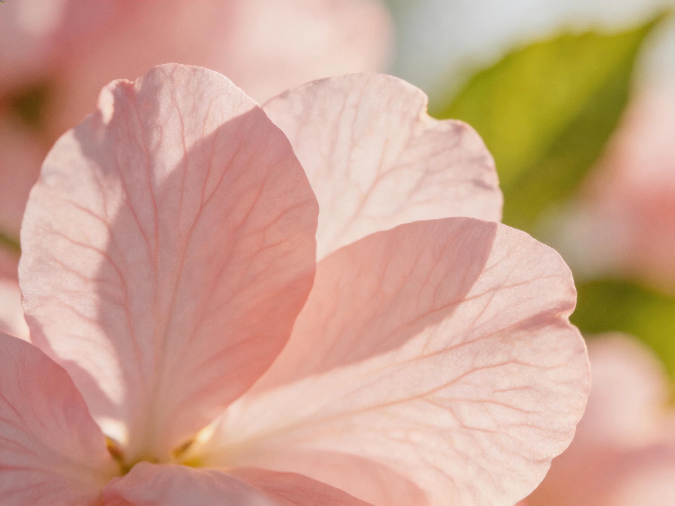 Delicate Pink Petals with Prominent Veins Under Soft Lighting